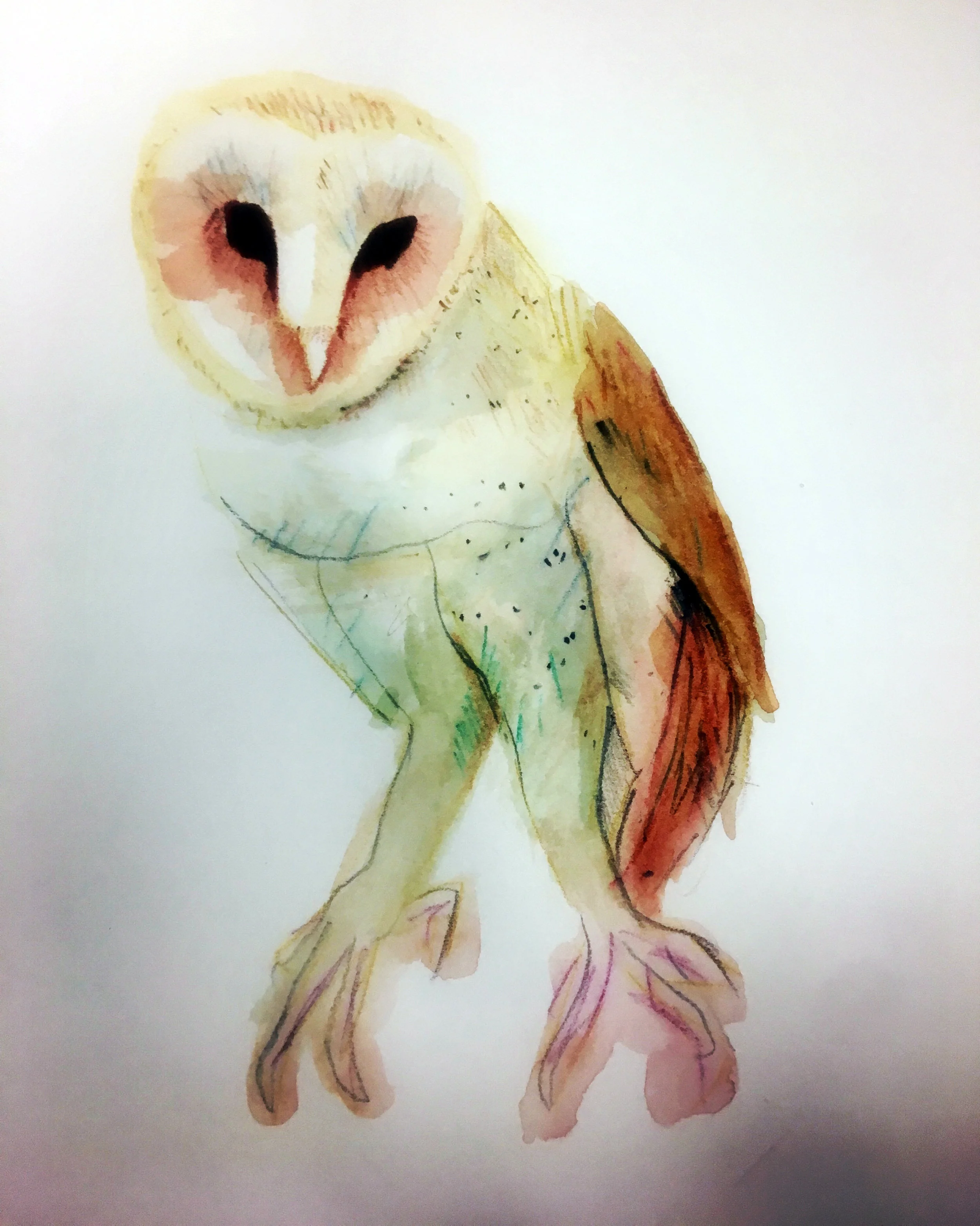 Barn Owl