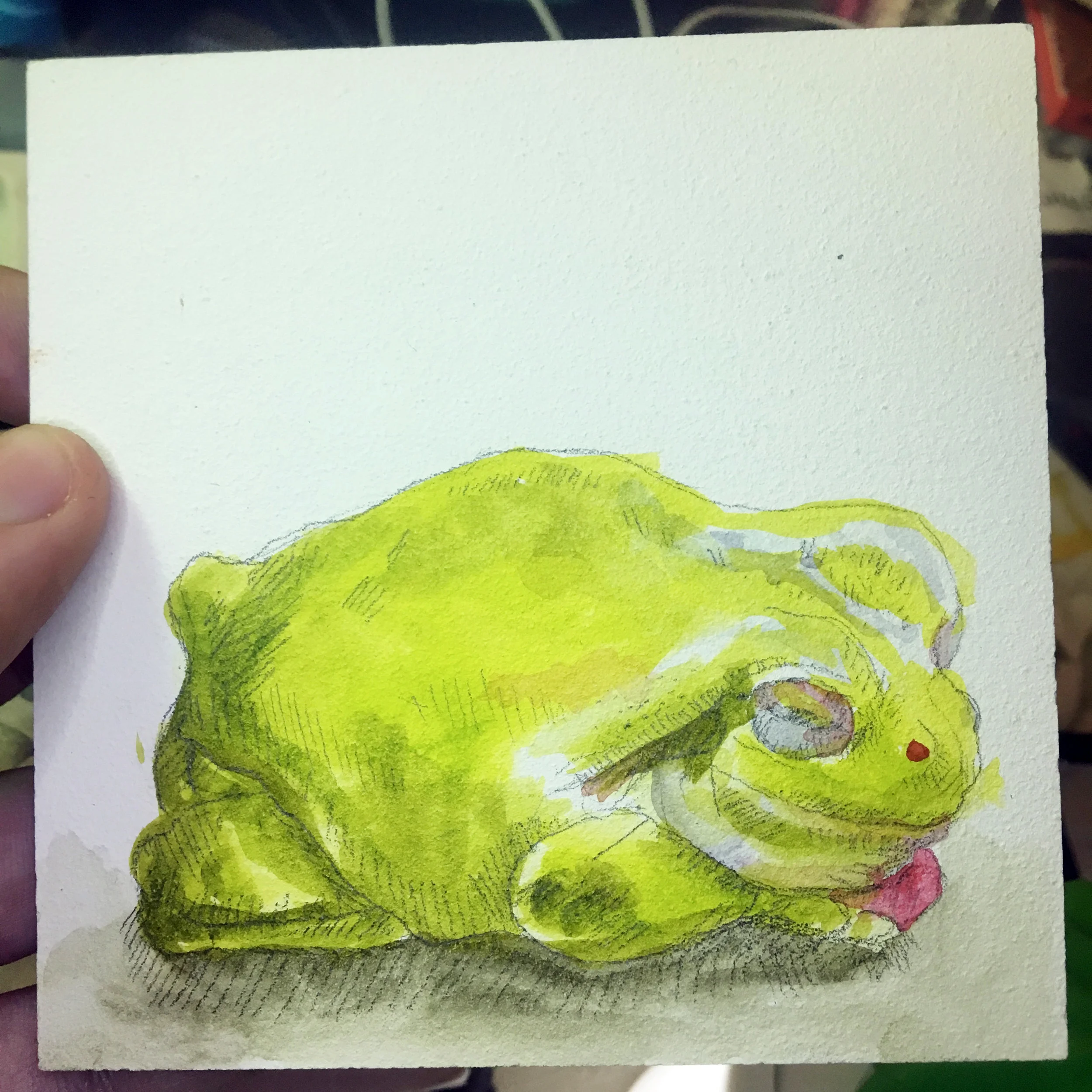 Tree Frog