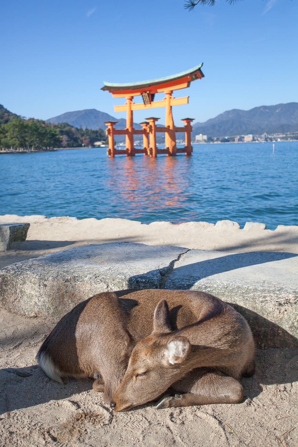 Miyajima (3 of 85).jpg