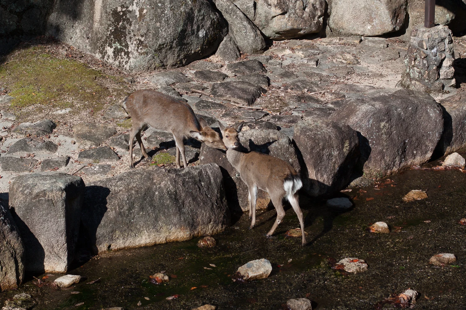 Miyajima (34 of 85).jpg