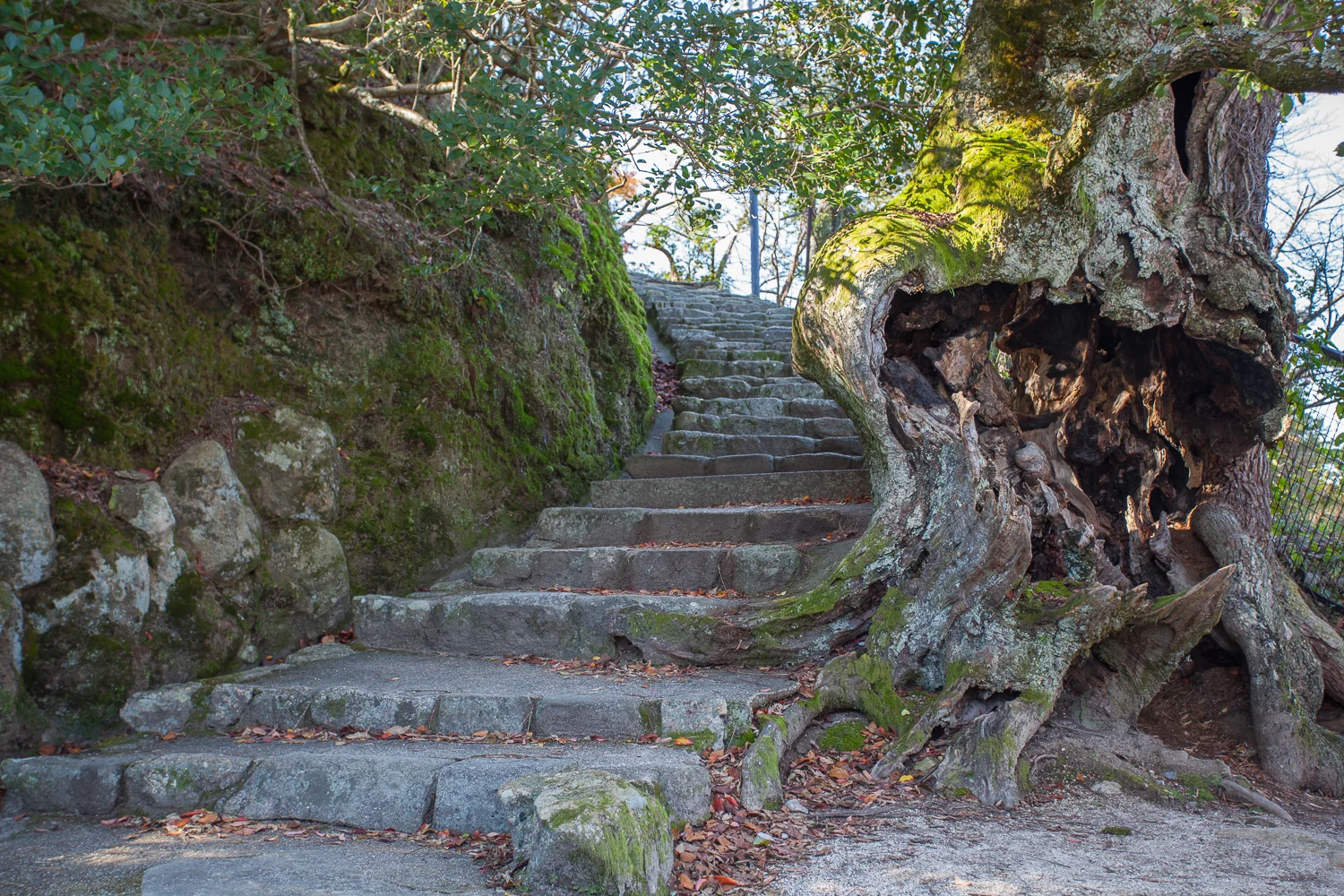 Miyajima (40 of 85).jpg