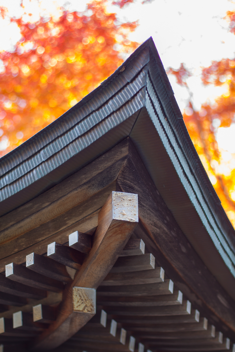 Miyajima (61 of 85).jpg
