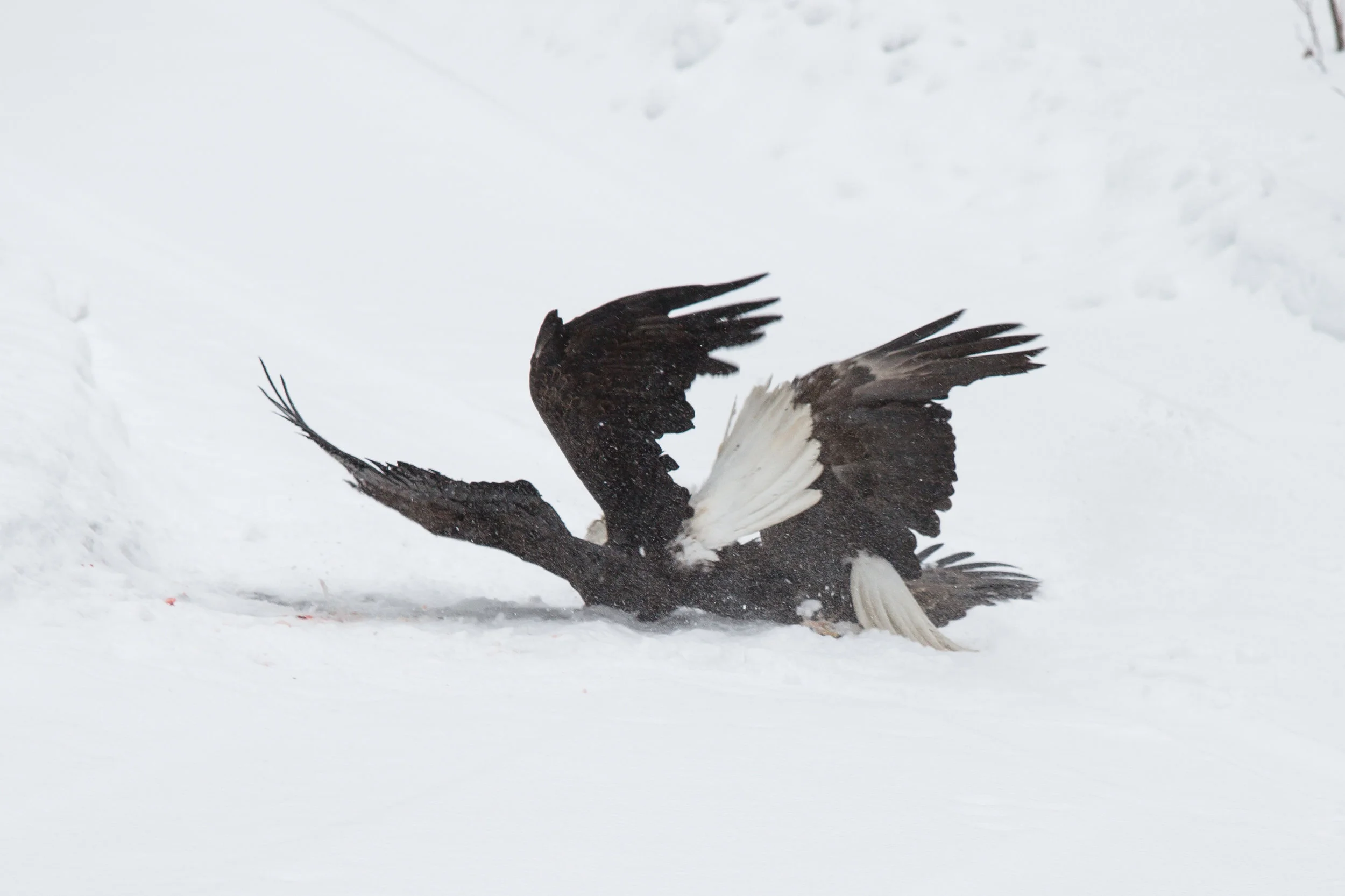 EaglesIG (2 of 9).jpg