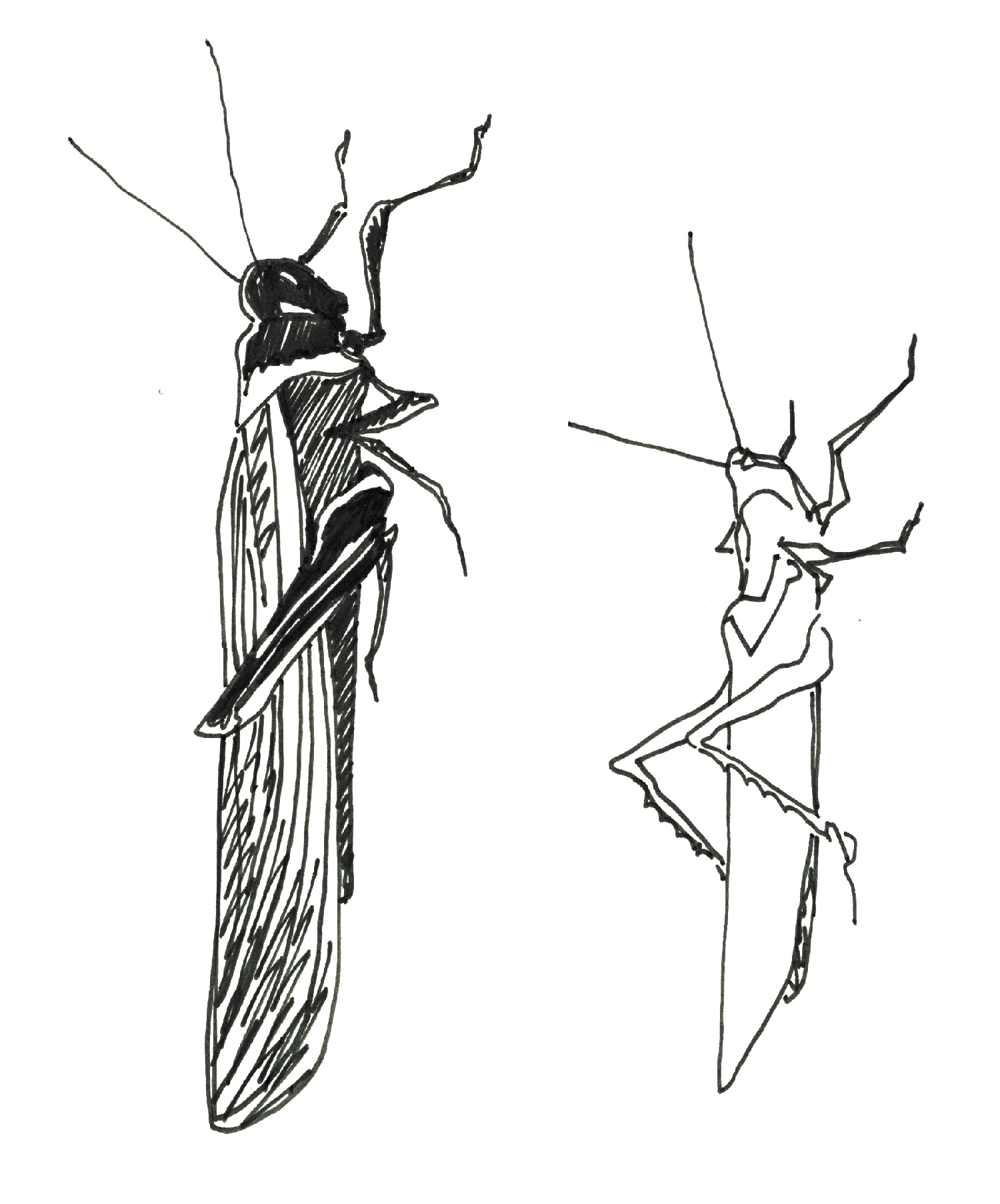 Gpgs_Grasshopper_02.png