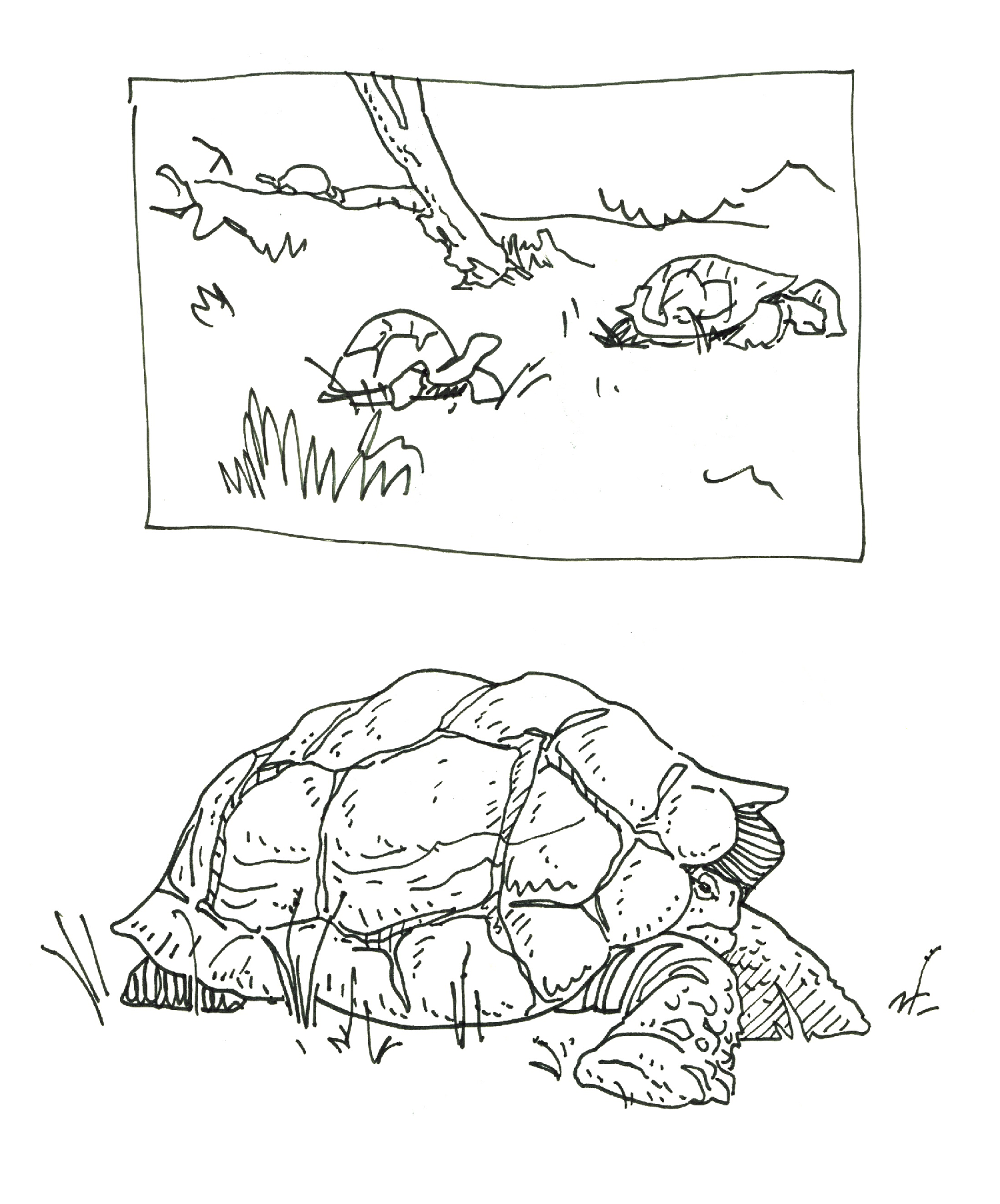 Gpgs_Tortoise_08.png