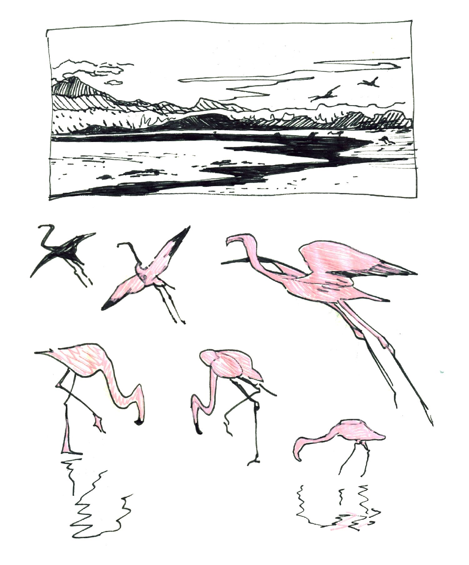 Gpgs_Flamingos_01.png