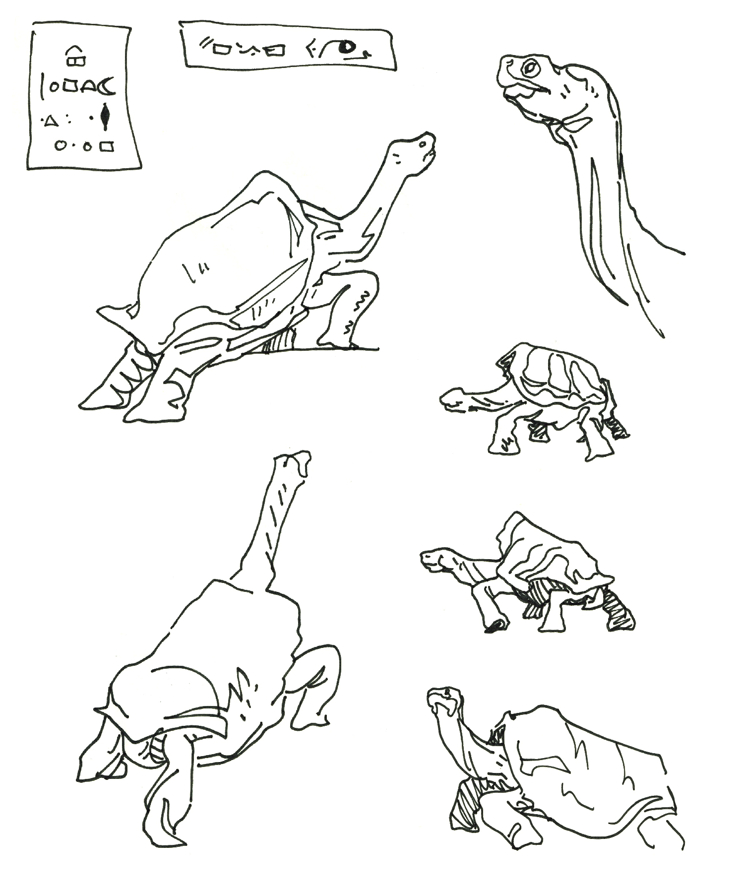 Gpgs_Tortoise_02.png