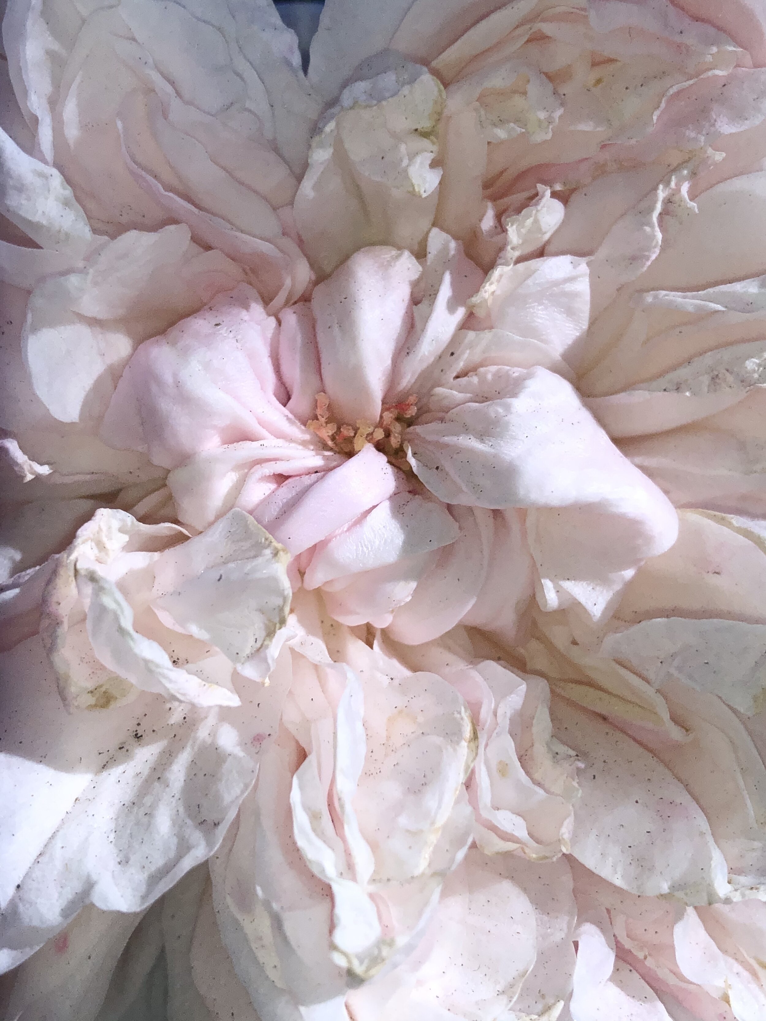 A Rose Can Heal A Broken Heart