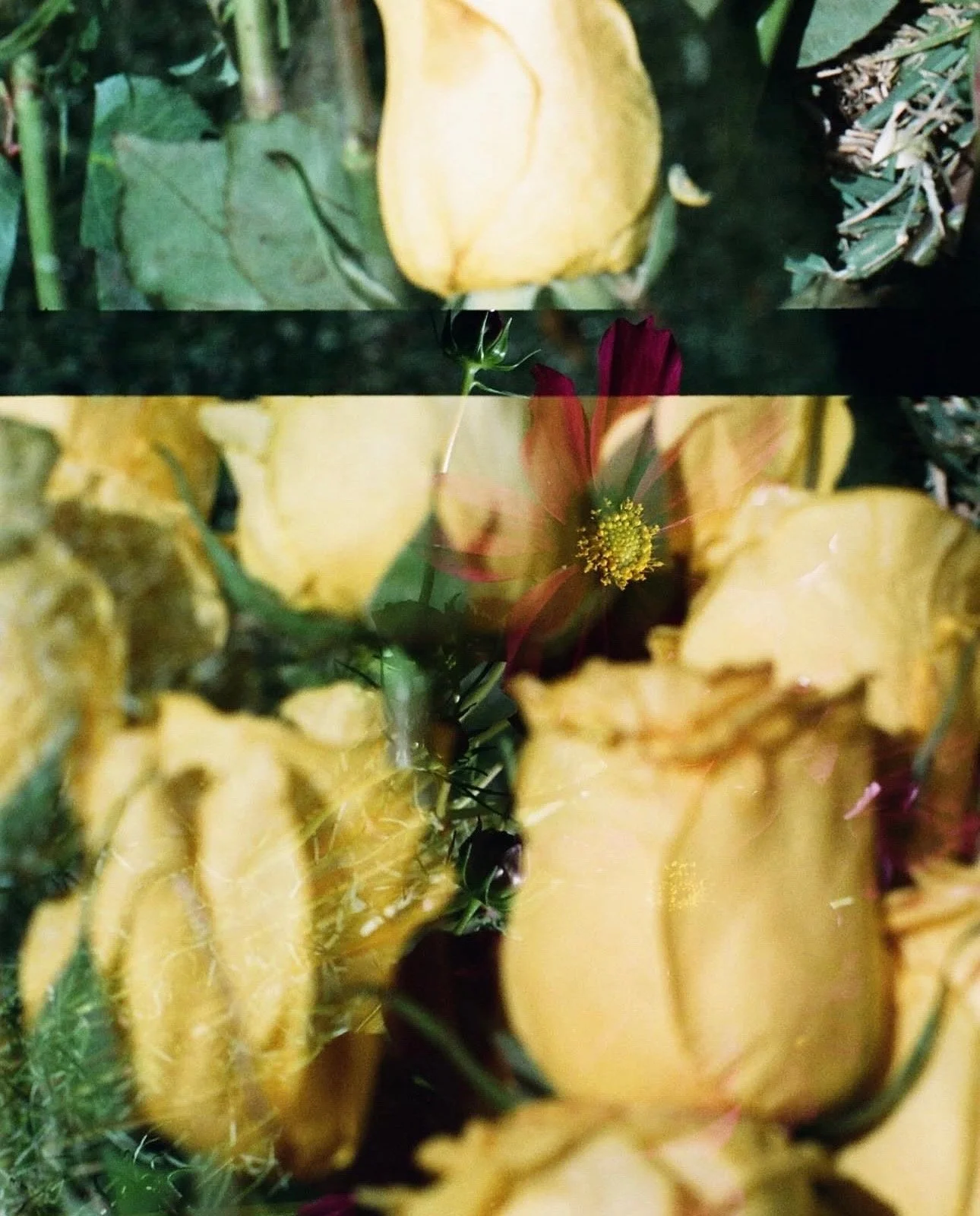 sensation, scent, and Cerato Fragrances 