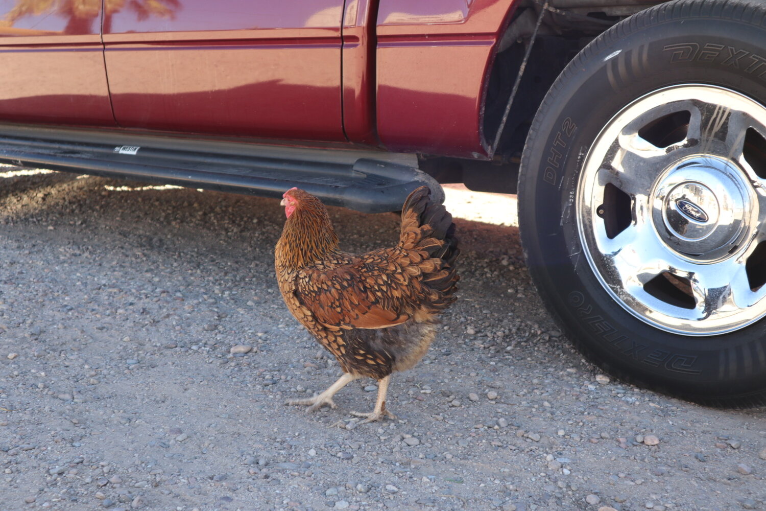 That’s right, I said FRESH eggs. As in FRESH ?!