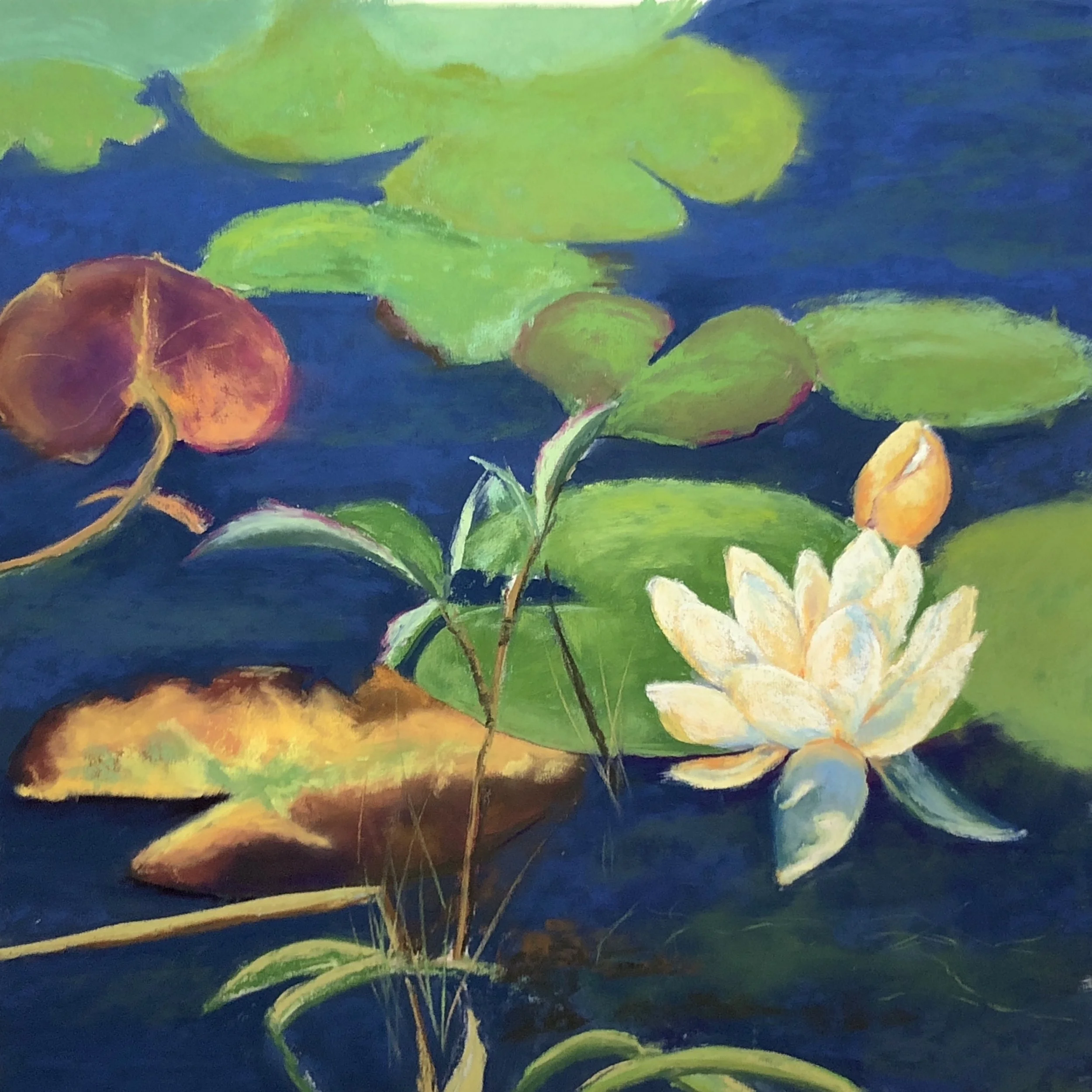 Fleurs de nénuphars, en août