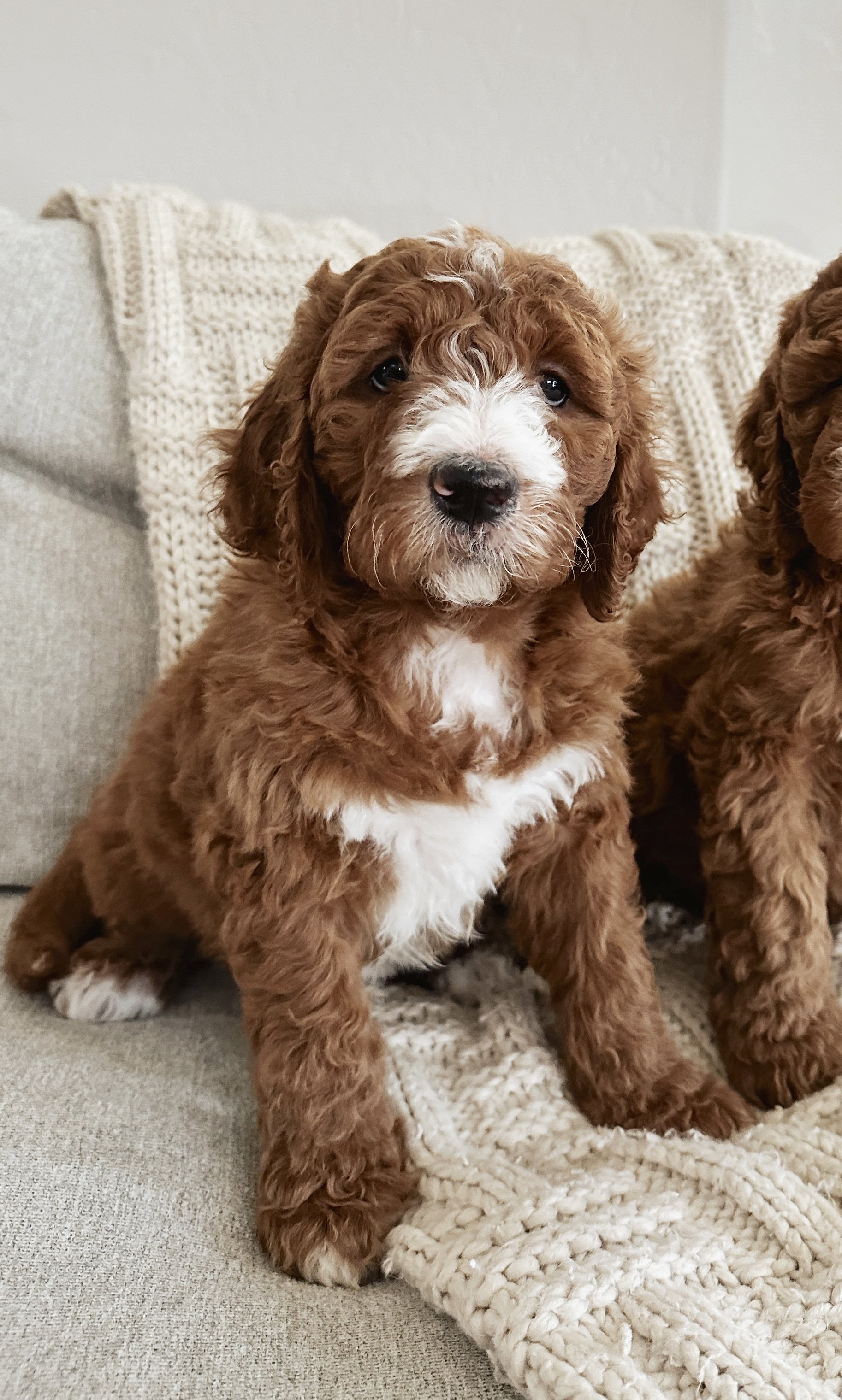 Girl -curly- $3000