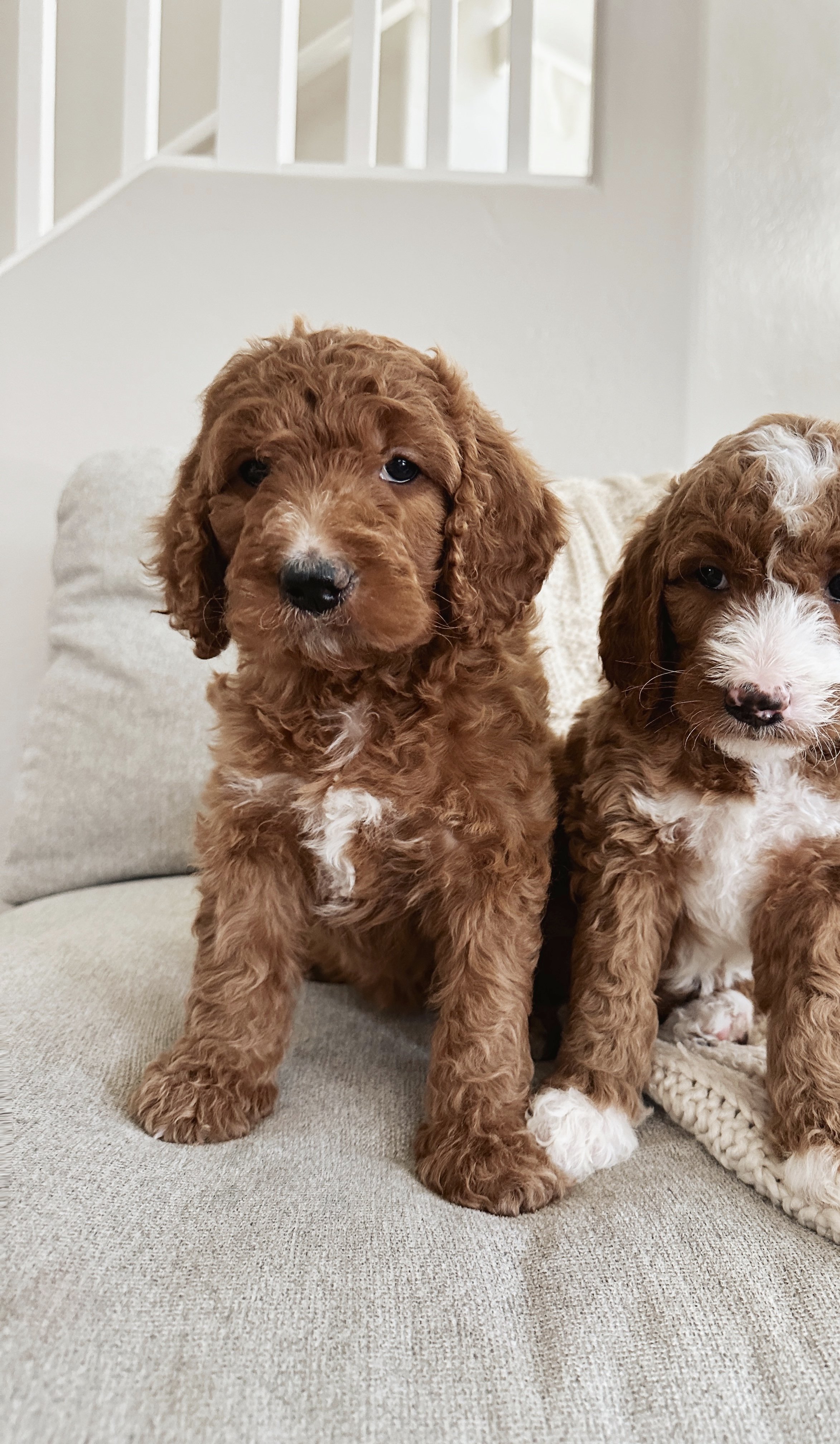 Girl - curly - $3000