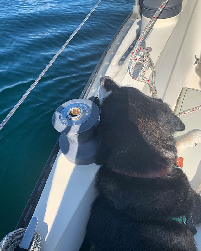 Sleepy pup. Finally liking boats again. 💕