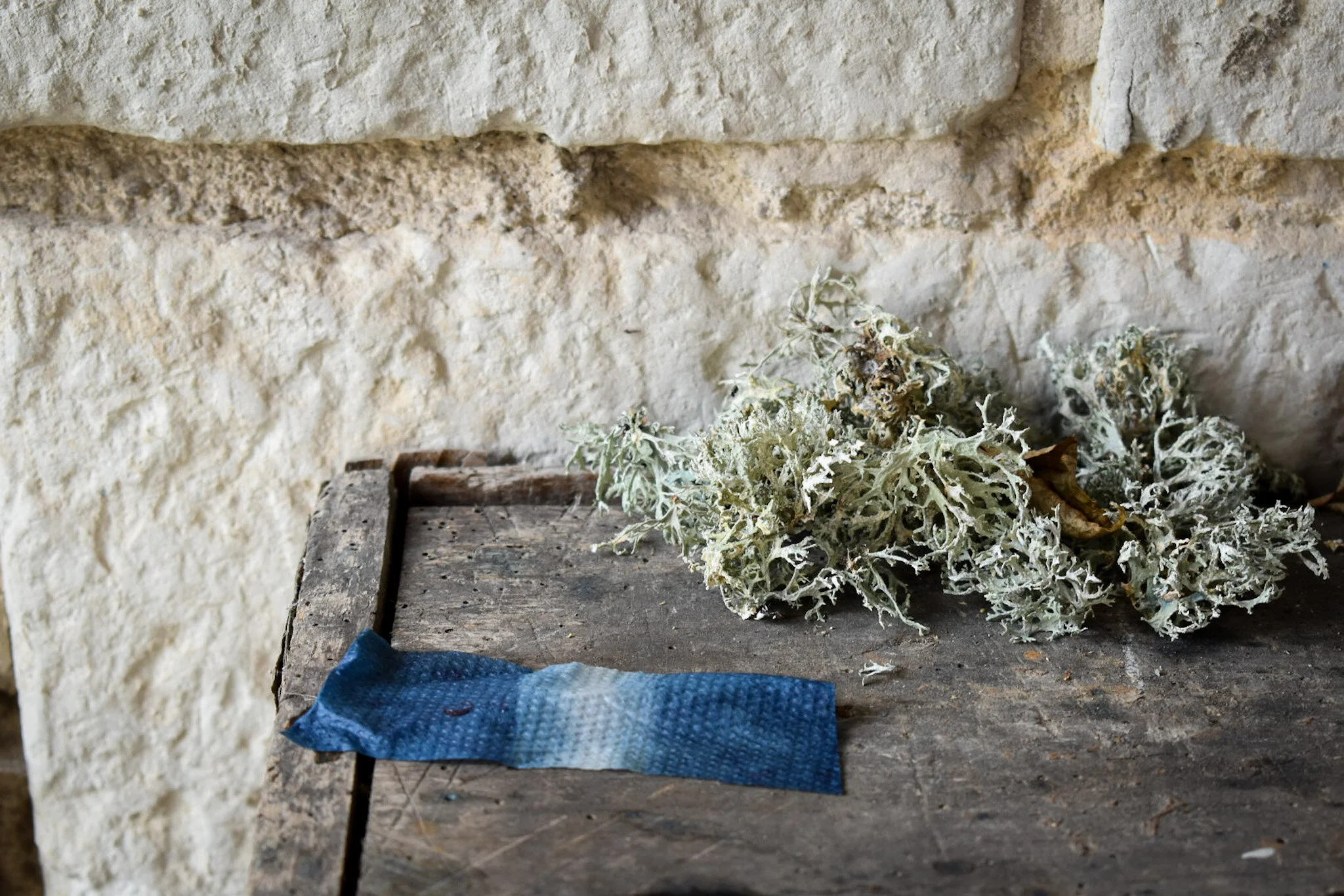 lichen-et-indigo.JPG