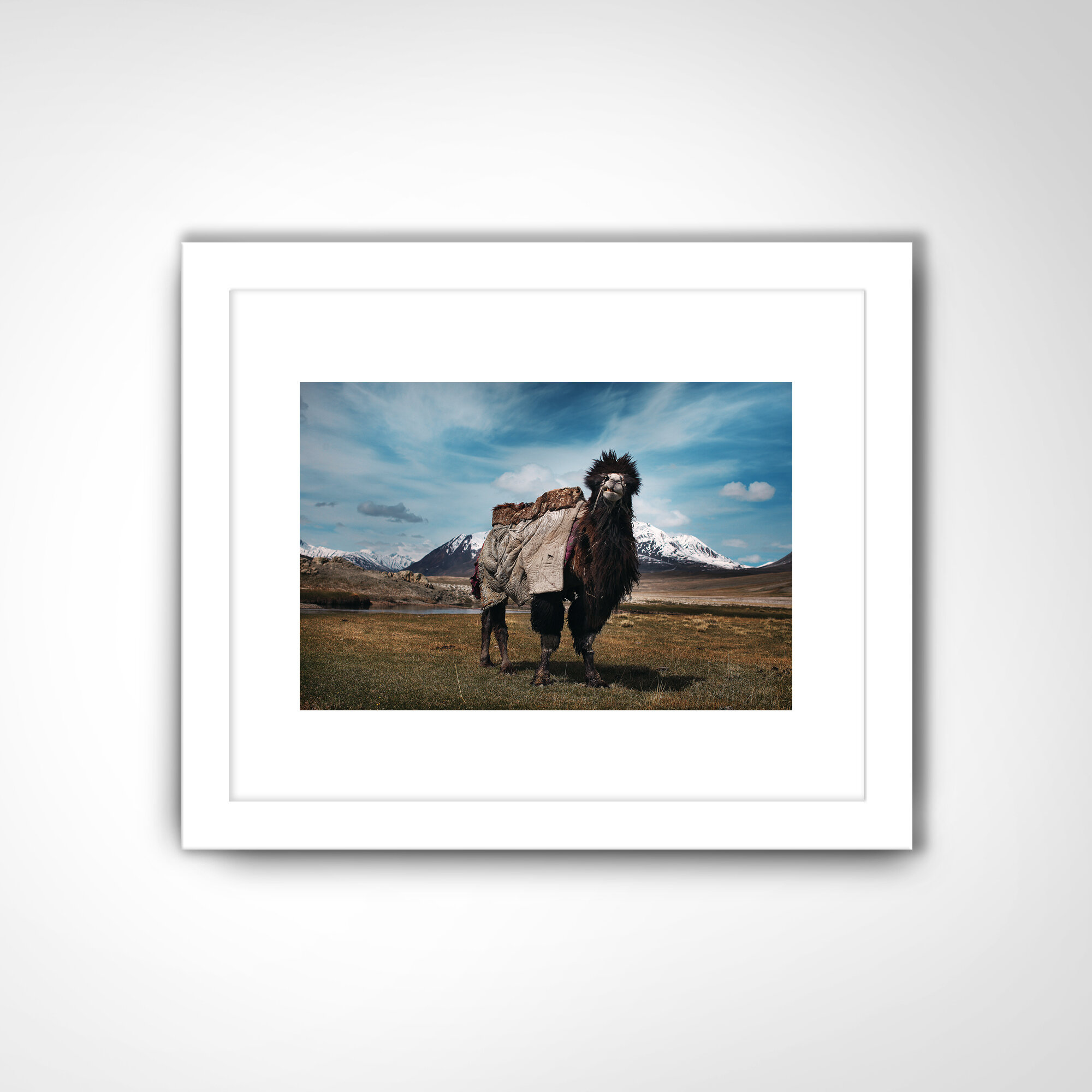 AFGHANISTAN | Chameau de Bactriane