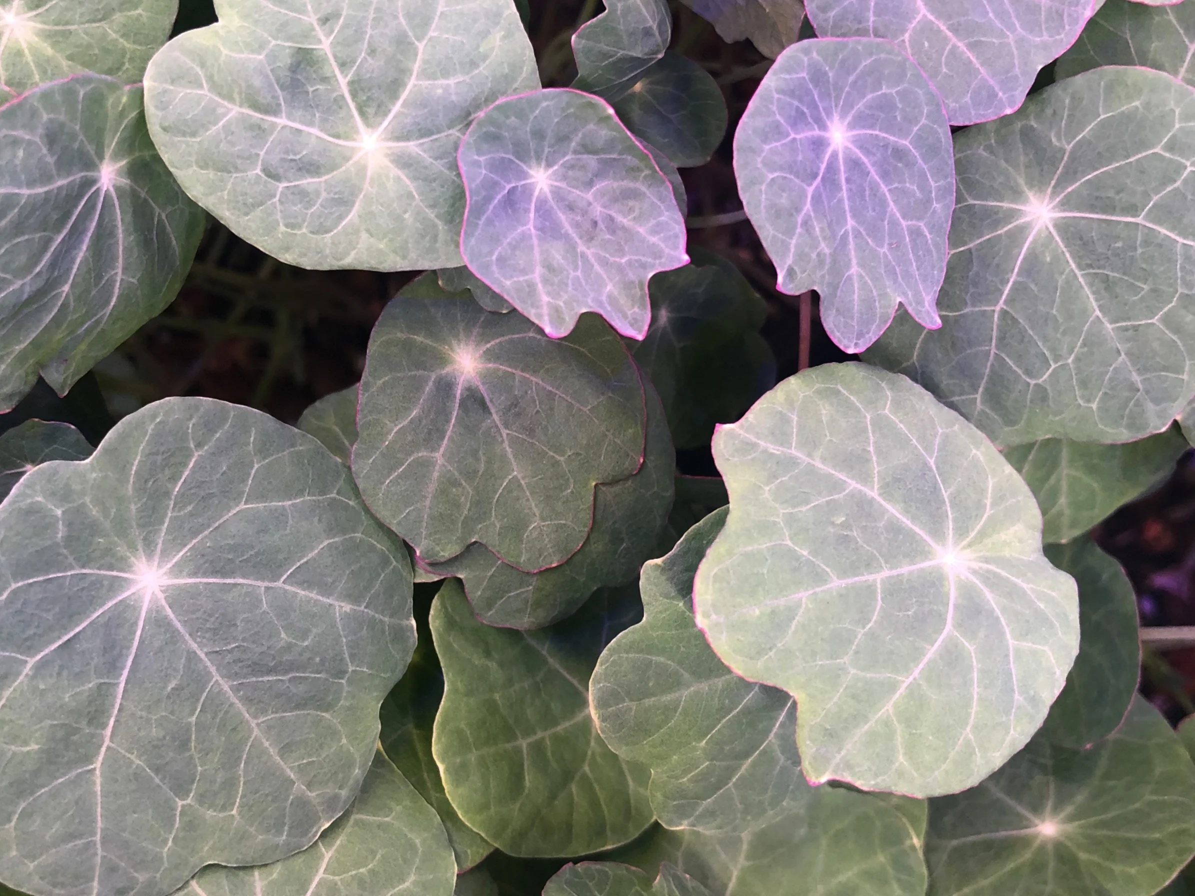Nasturtium leaves growing in strong at our farm in Rhode Island