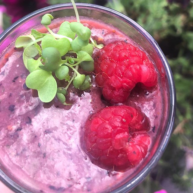 Have you tried the microgreen smoothie recipes on our blog yet?! They&rsquo;re a healthy and satisfying necessity with this upcoming heat wave ☀️