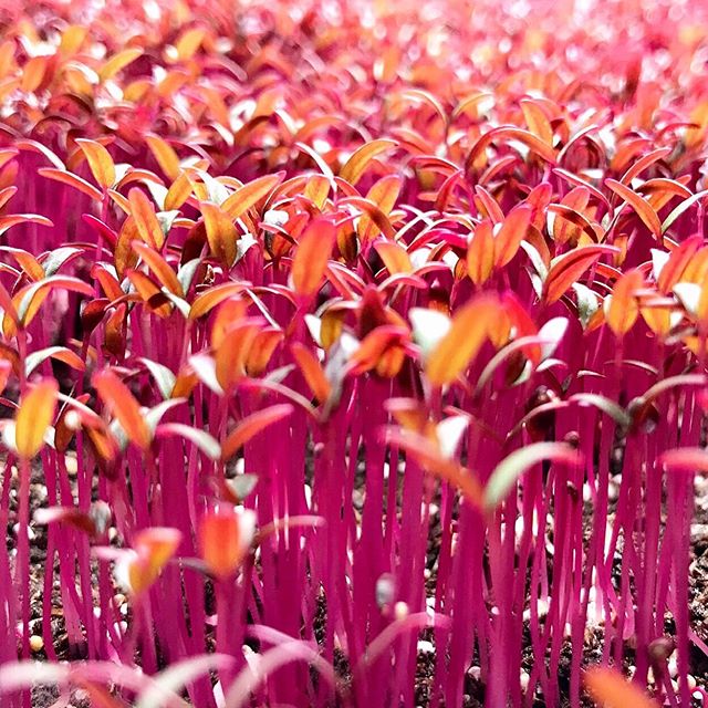 Some yummy micro amaranth recipes dropping on the blog soon 👀 What&rsquo;s your favorite way to eat this mustard-like microgreen?