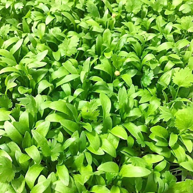 Micro cilantro blessing this week&rsquo;s fresh list 🙌🏻 DM for wholesale offers!