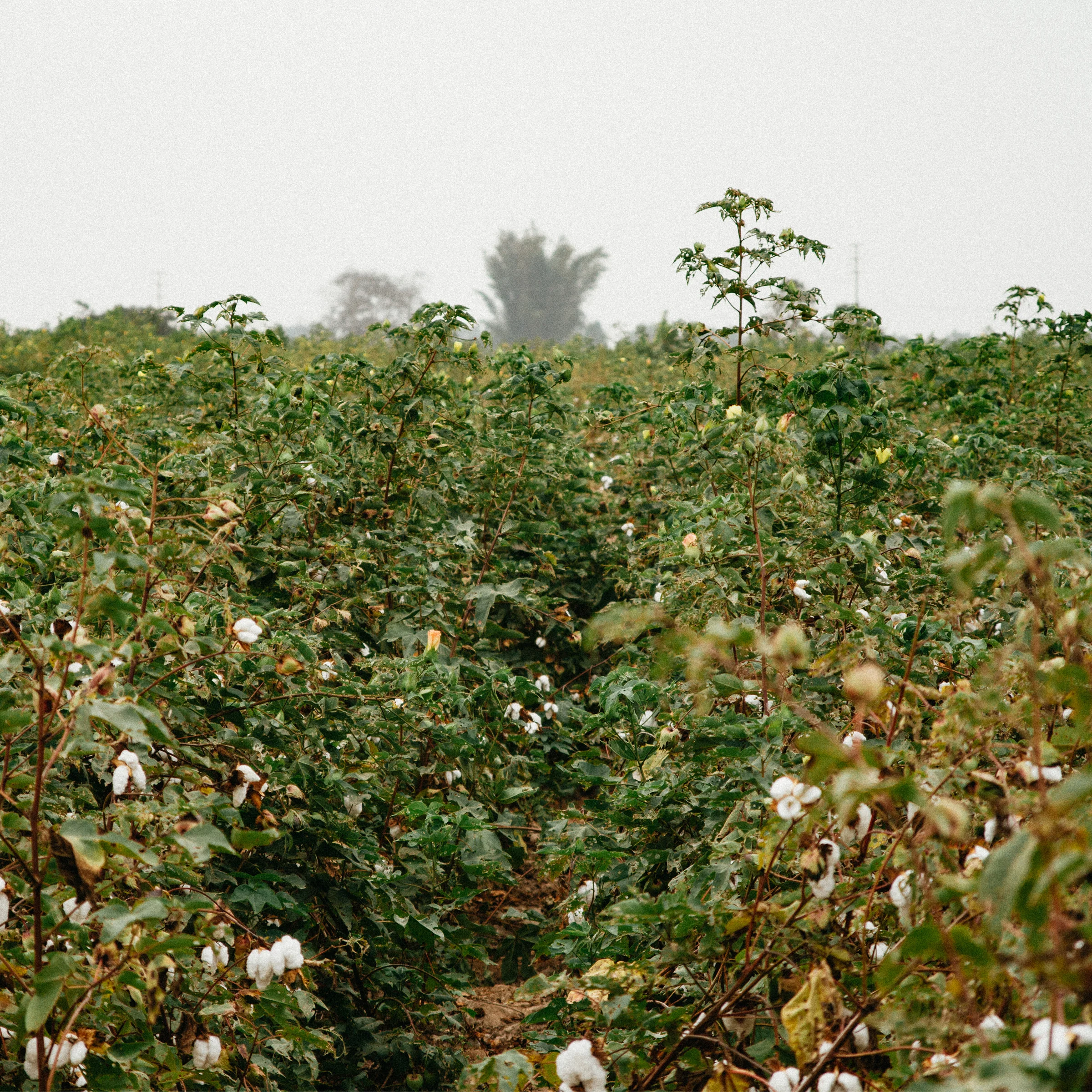 organiccottonfieldperu.jpg
