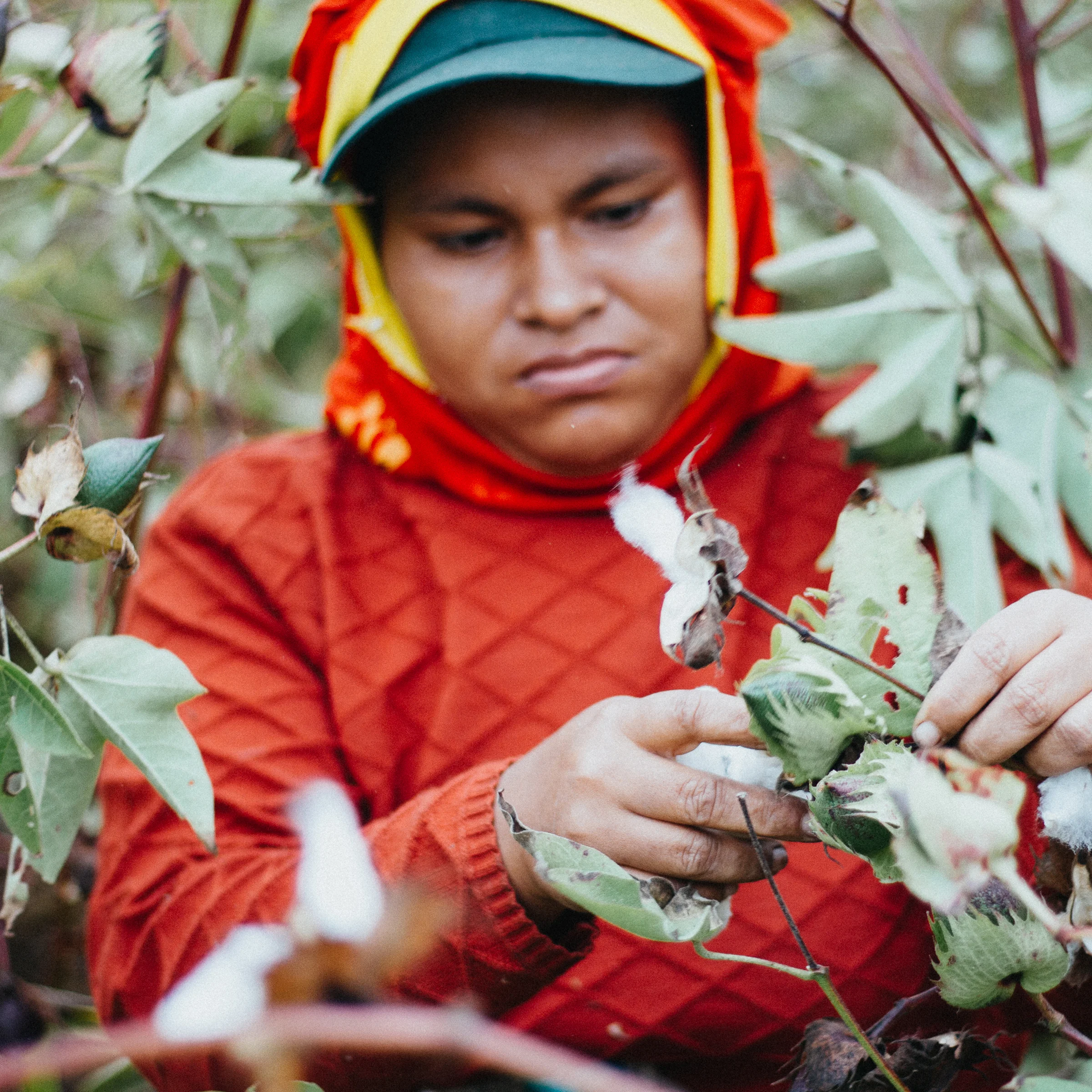 handpickedorganiccottonperu.jpg