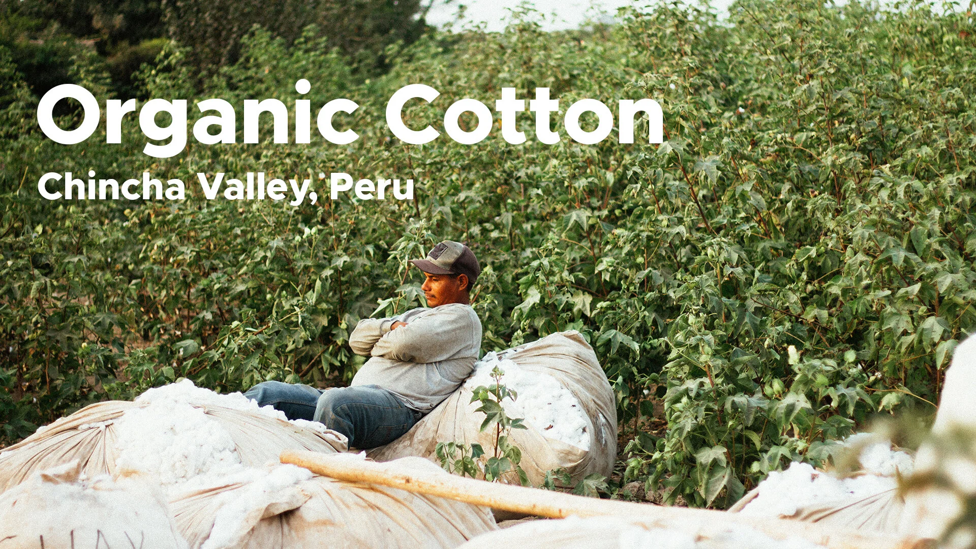 organiccotton.jpg