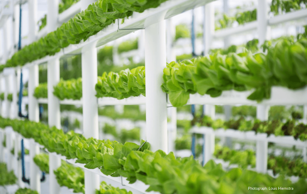 hydroponic-farm-blog-1073x678.png