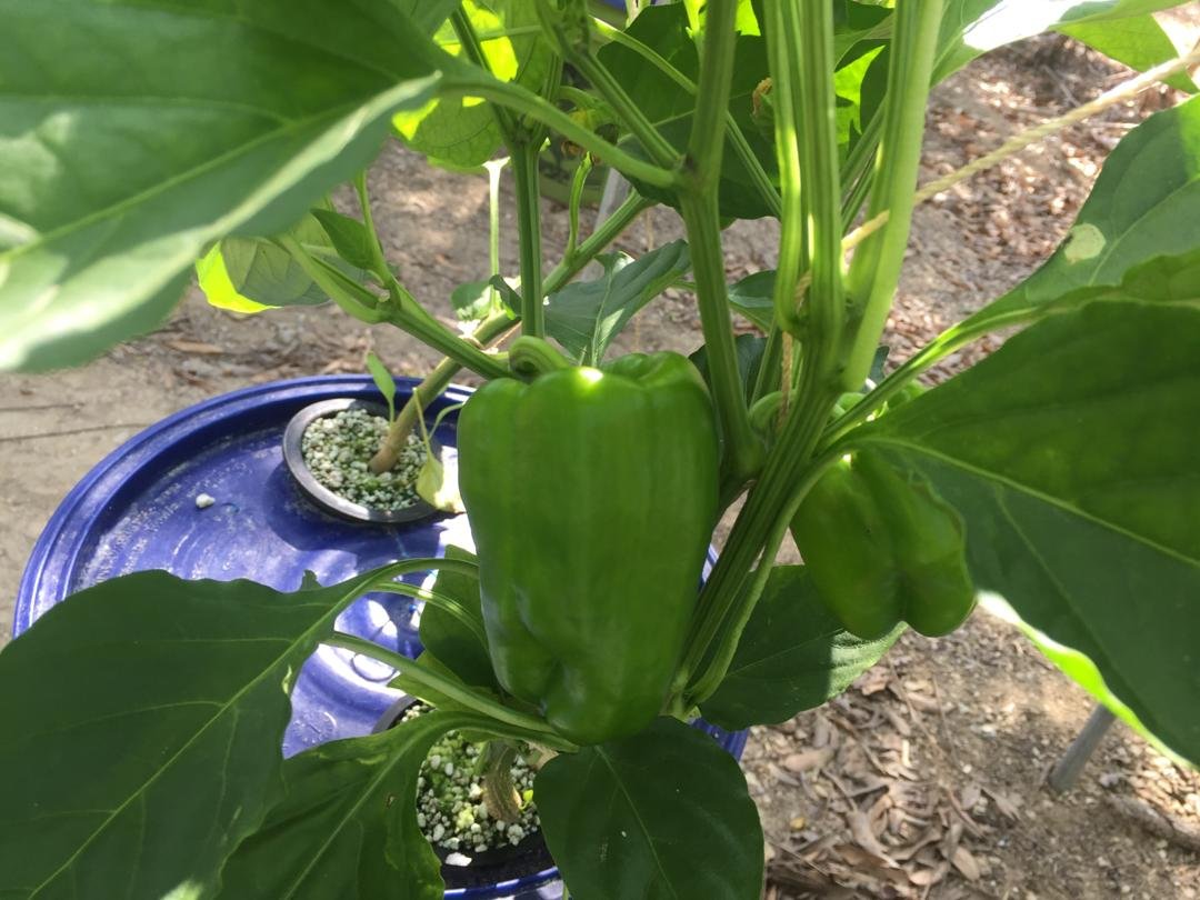Picture of pepper fruits forming after the addition of high-phosphorus fertilizer