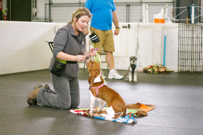 basic obedience dog training class in anacortes, WA
