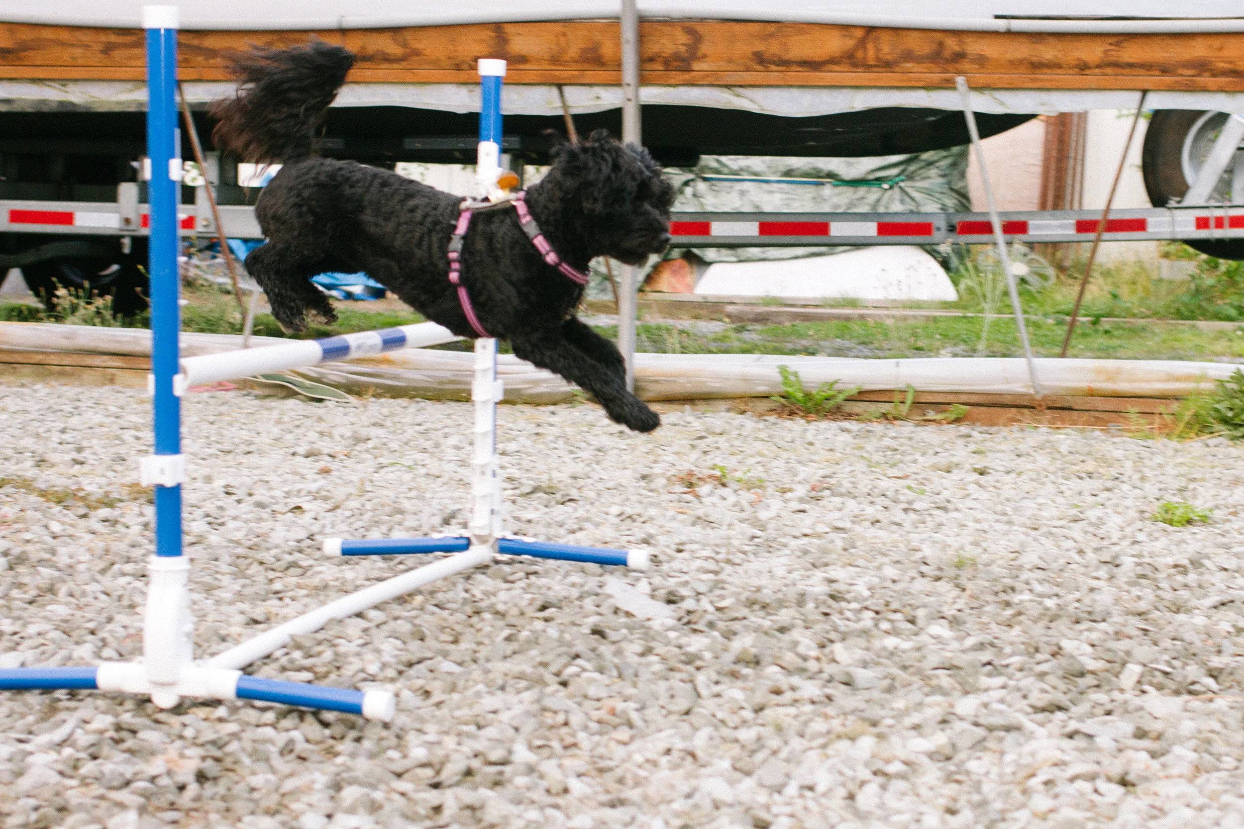 happypuptraining-17.jpg