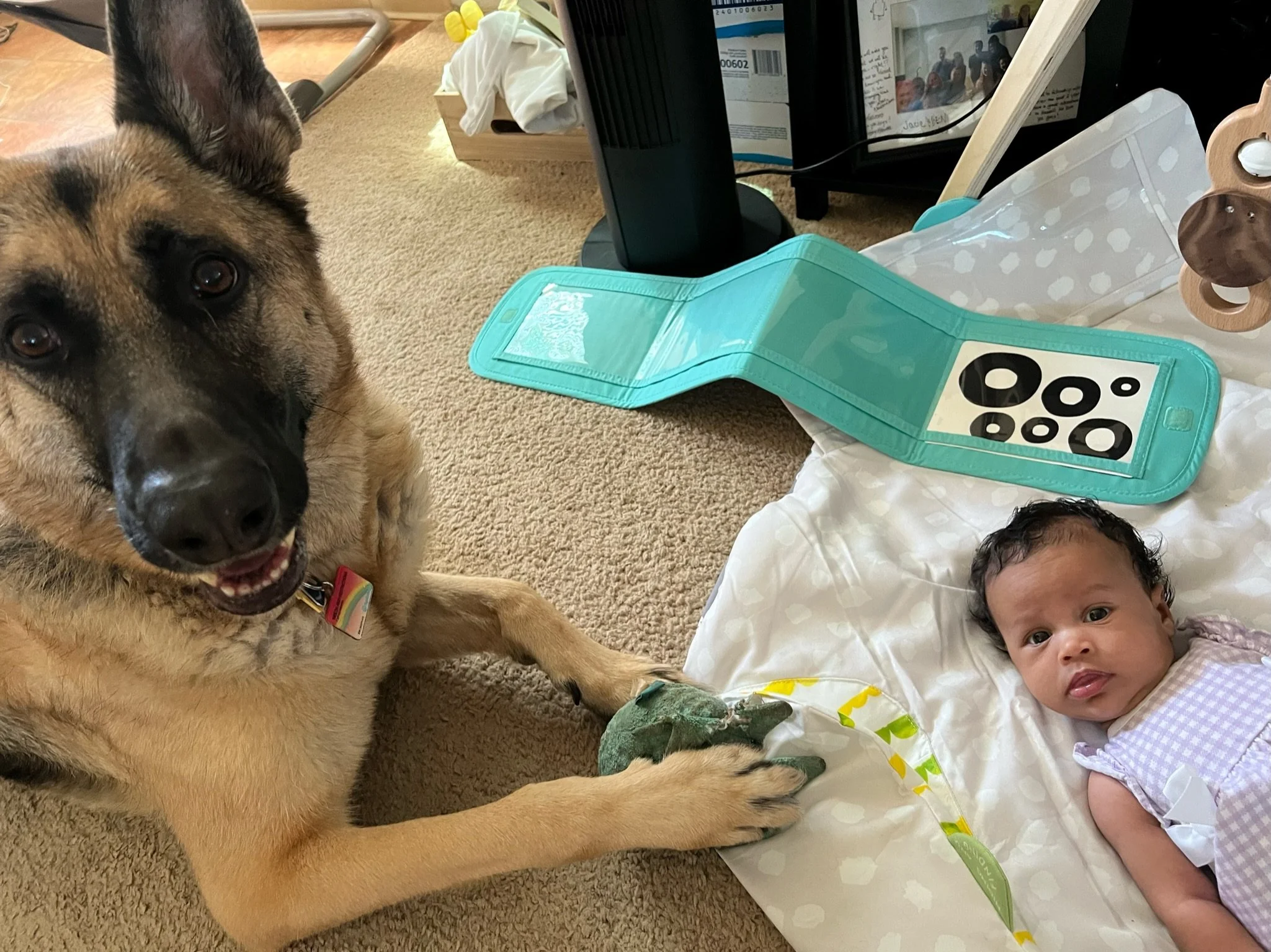 All Good Dogs Go to Heaven!