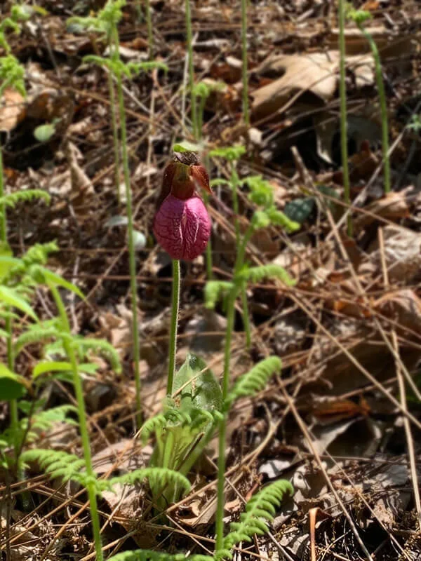 lady-slipper.jpg