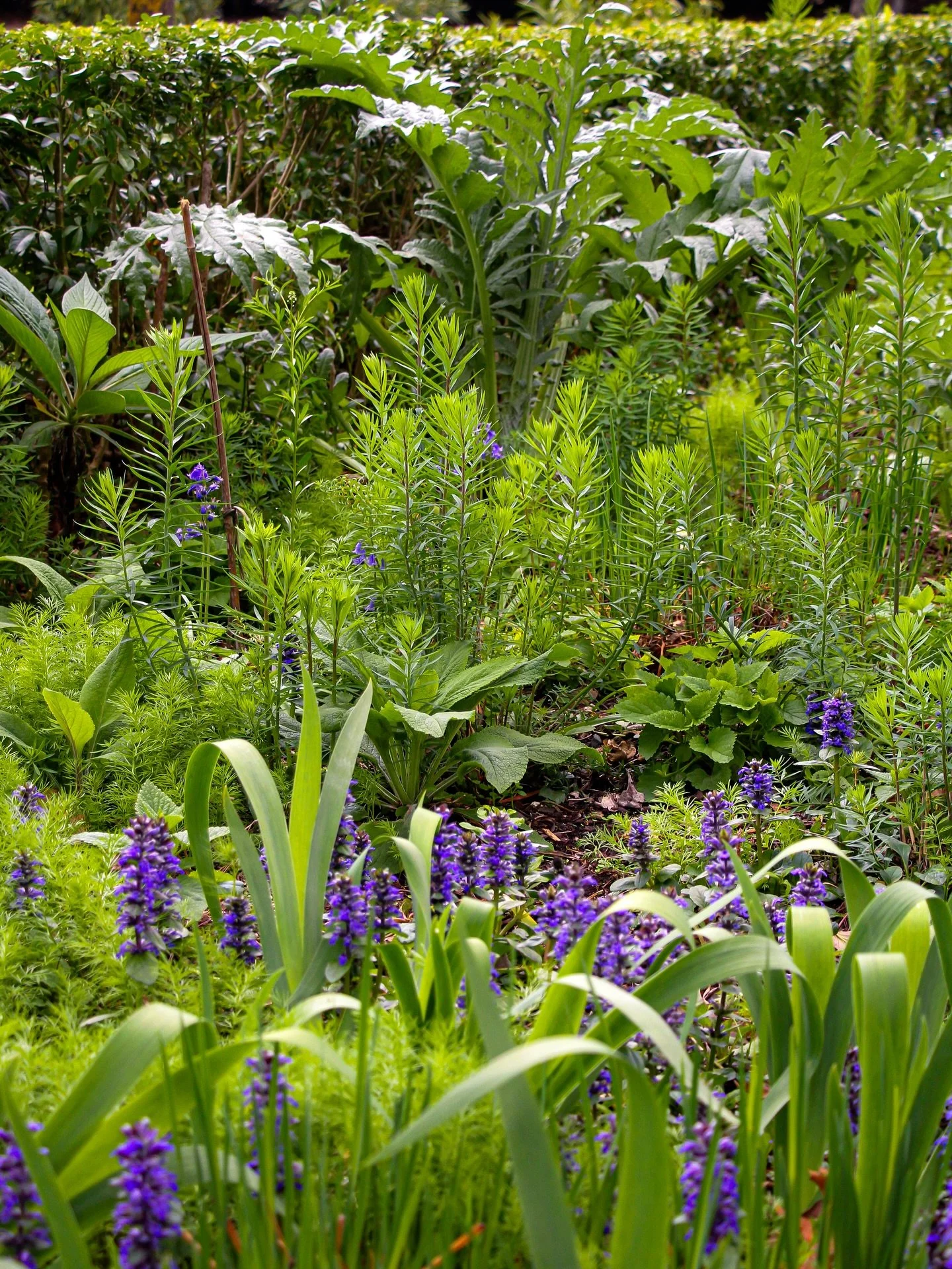 Love this time of the year when the early spring flush of Ajuga&rsquo;s bring the first pop of colour to the garden &amp; contrast so dynamically with the vibrant lush green growth. It&rsquo;s the contrast &amp; layers of texture for me&hellip;✔️