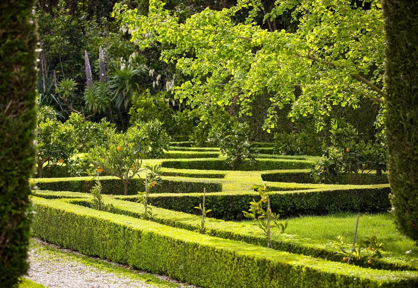 It&rsquo;s Glen our gardener&rsquo;s last week with us before he heads off to do other things, but before he escapes I made him promise me he would finish all the hedge trimming. I&rsquo;ve lost count of how many days lately he&rsquo;s spent bent ove