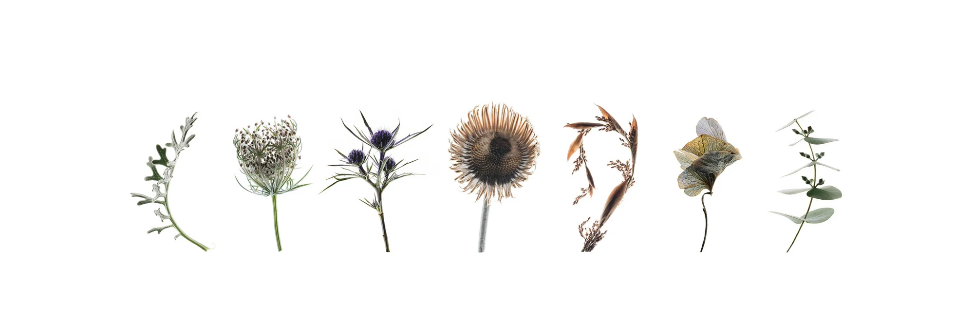 Silver-Botanical-line-up.jpg