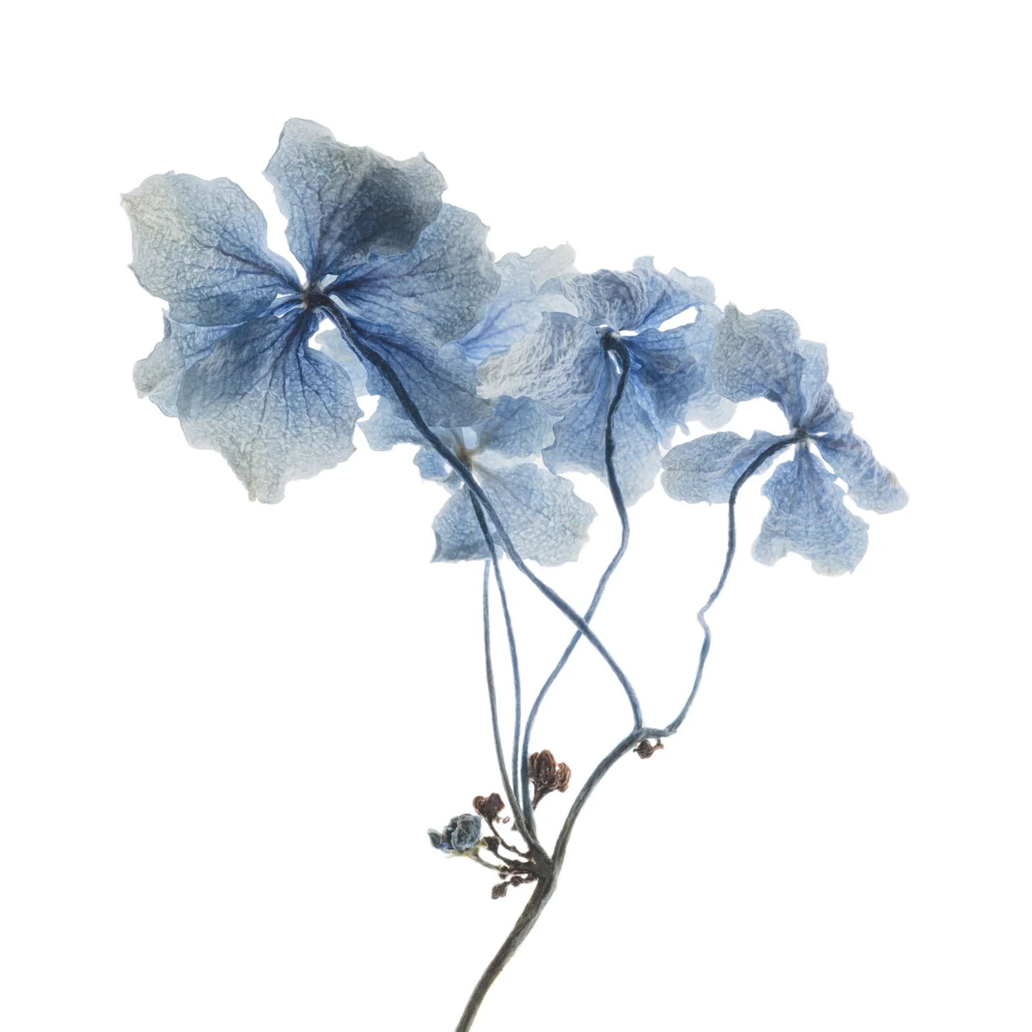 Hydrangea study #6