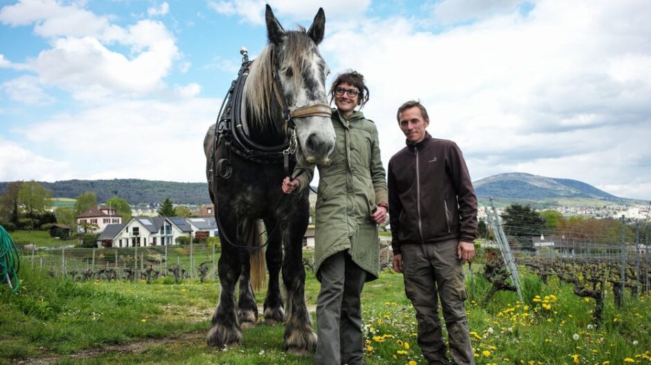 DOMAINE HOUILLON | RHONE VALLEY