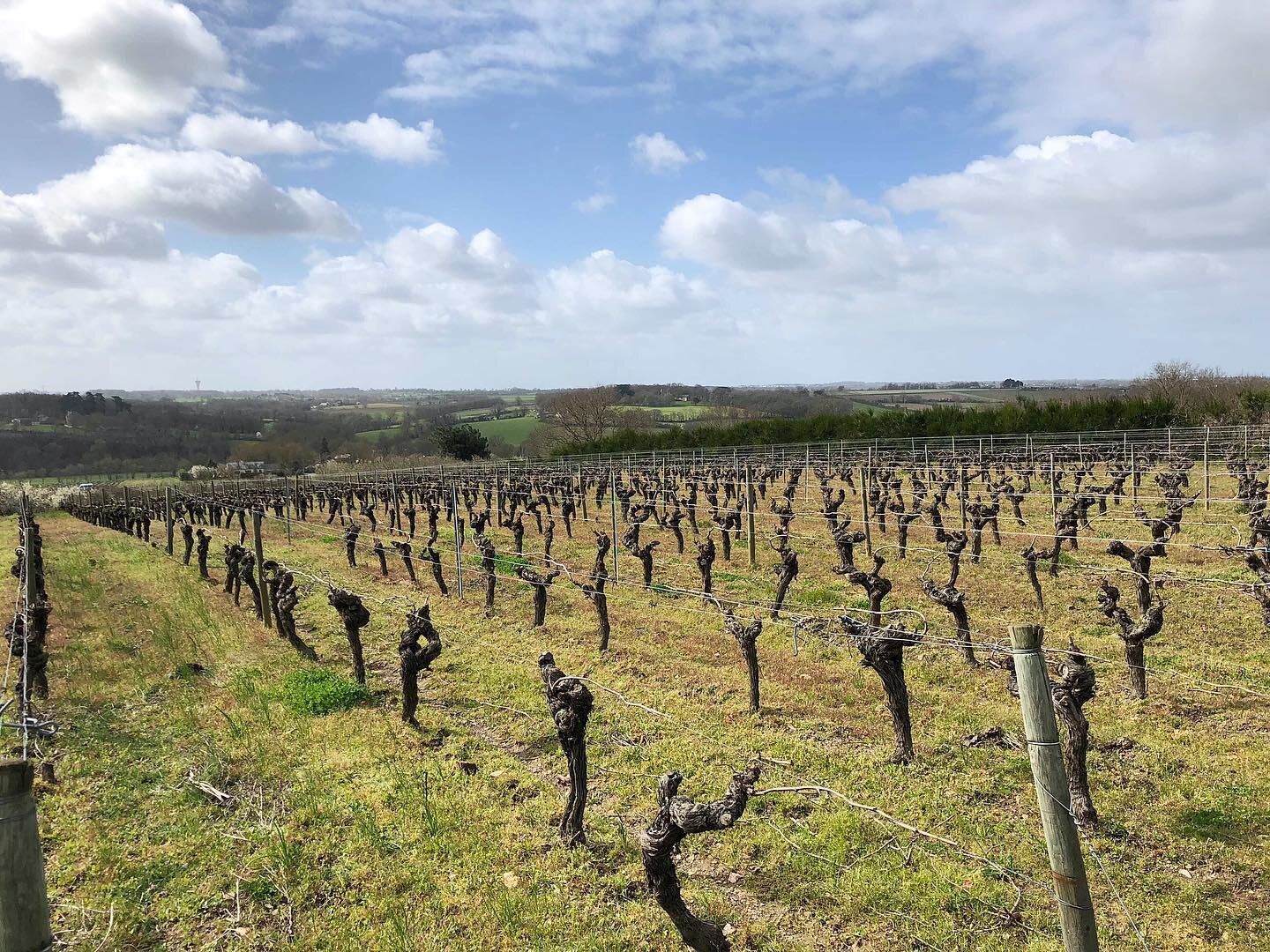 Garo&rsquo;Vin擁有在羅亞爾河安茹Anjou 平均達40年以上的老藤葡萄園，其中最老的葡萄藤達到了70與80歲的年紀，當我們踏入在葡萄園可以發現園中土壤是黏土與頁岩組合的，也有著良好的通風環境，在這裡的卡本內弗朗Cab Franc，跟隨著風土表現出憂鬱氣息的深色水果，以及充滿流線型的單寧，優雅清新略帶點青椒和泥土味。
.
聯繫我們 @rootstockselections
sales@rootstockselections.com
.
Pictured here are some 4