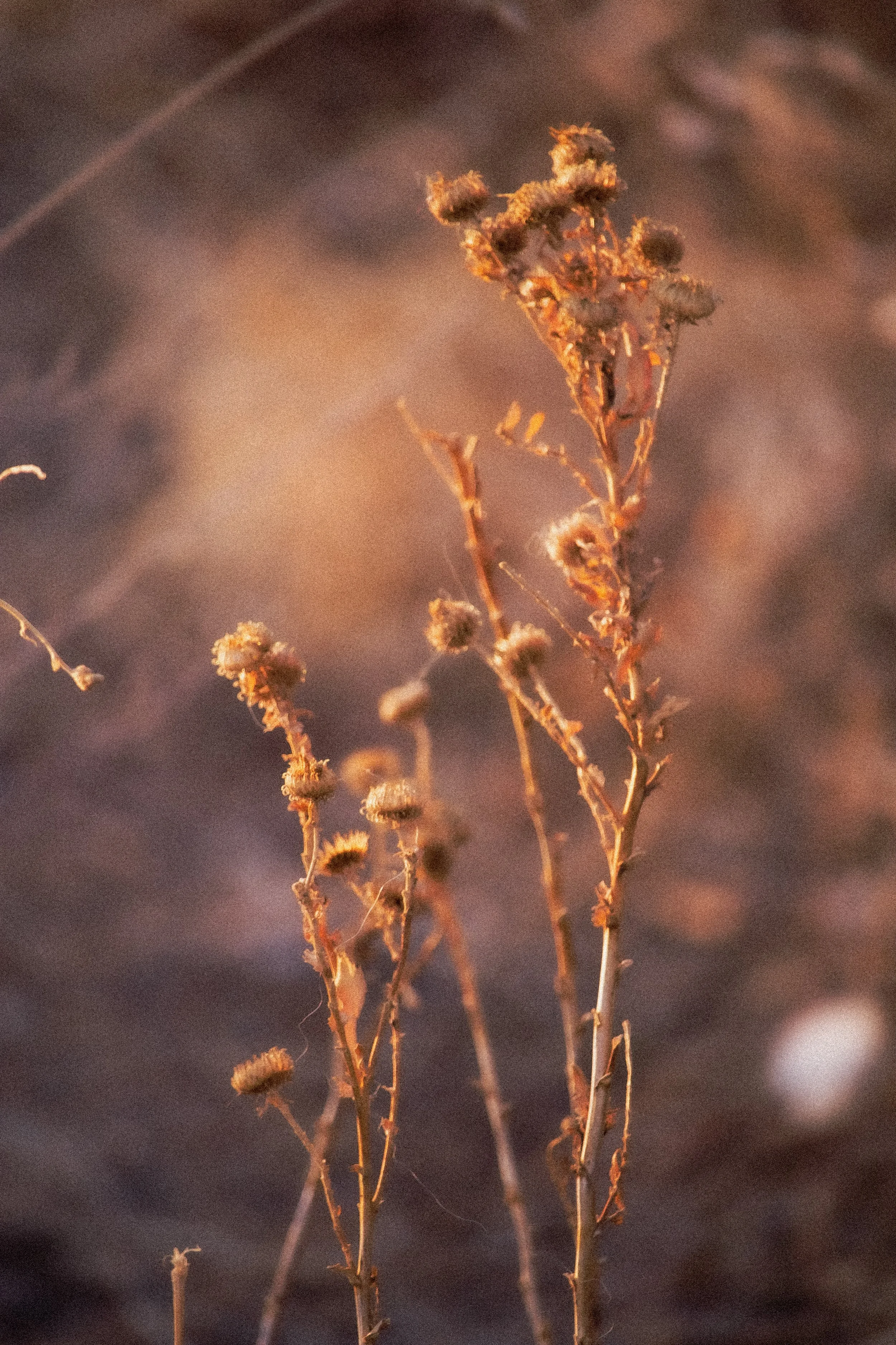 Weeds Photography.jpg