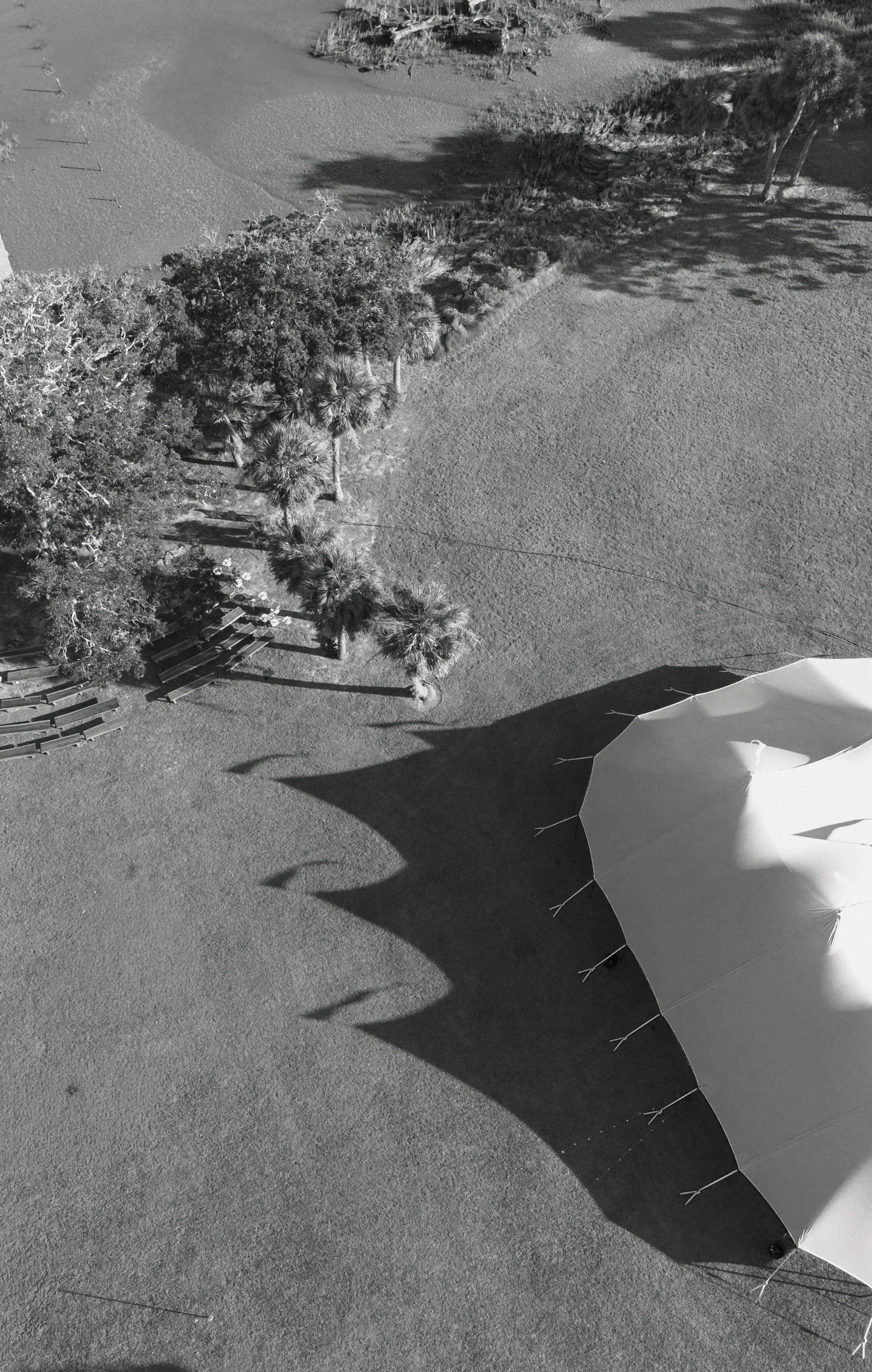 A black and white aerial view of a beach with a large beach umbrella casting a shadow on the sandy ground, a row of palm trees along the shore, and trees further inland.