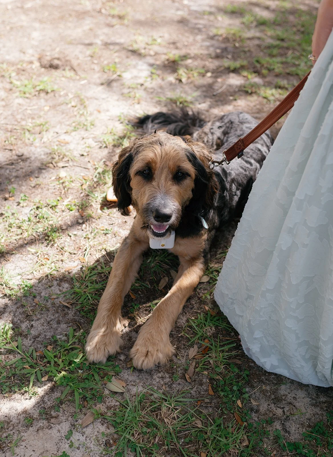 A puppy laying on the ground outdoors, next to a white dress and a person holding its brown leash.