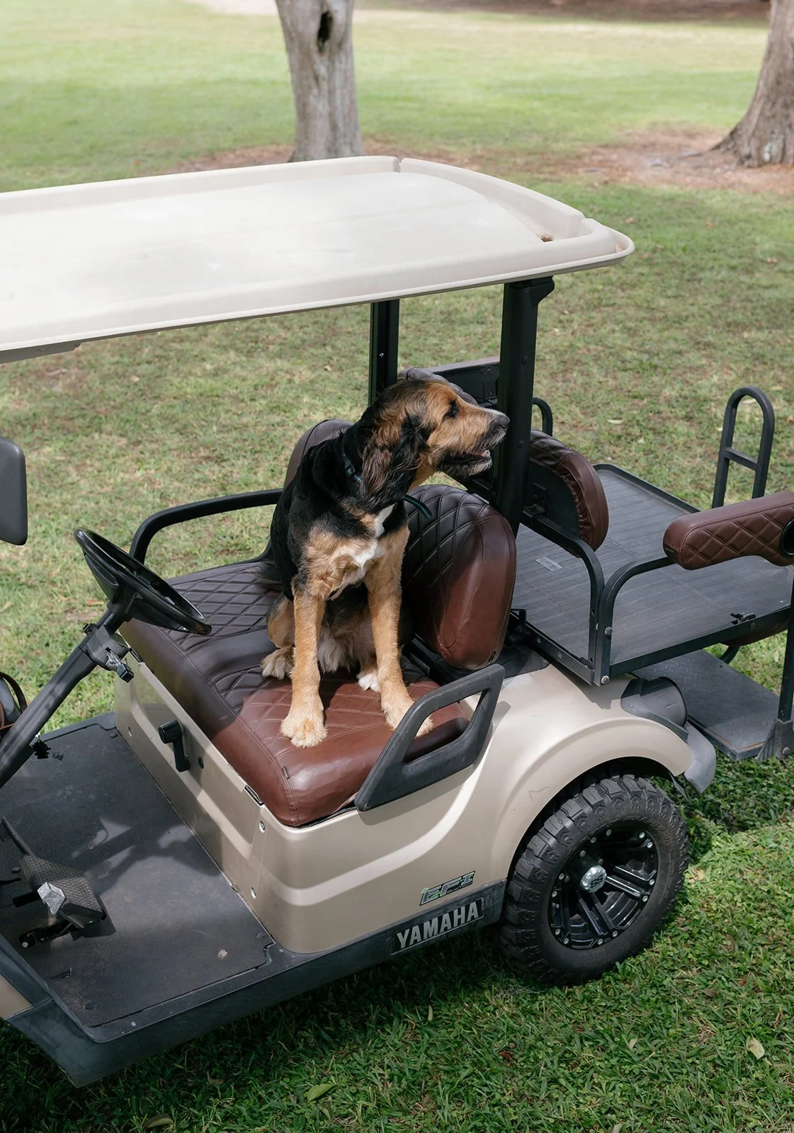 A dog sitting on a golf cart seat outdoors, with trees and grass in the background.