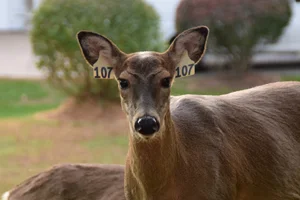 107.jpg
