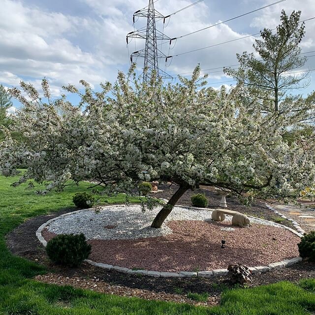 My favorite &lsquo;Happy Apple Tree&rsquo; in full beautiful bloom and so aromatic- such an amazing grace to have during these days of quarantine and such - Yin Yang garden #ZenGarden #yinyang #happyapple #meditation I love spring and all the blooms 