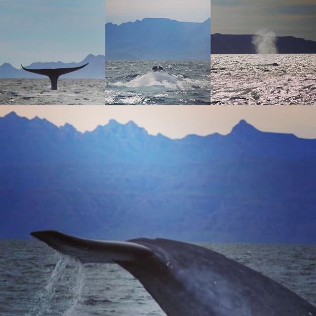Welcome Blue Whales.  Do not miss this experience.🙌🏼🐋🙌🏼 #loretobay #loretomexico #pueblosmagicos #oregonian #california #mexicotravel #travelphotography #nationalgeographic #expedition #mexico