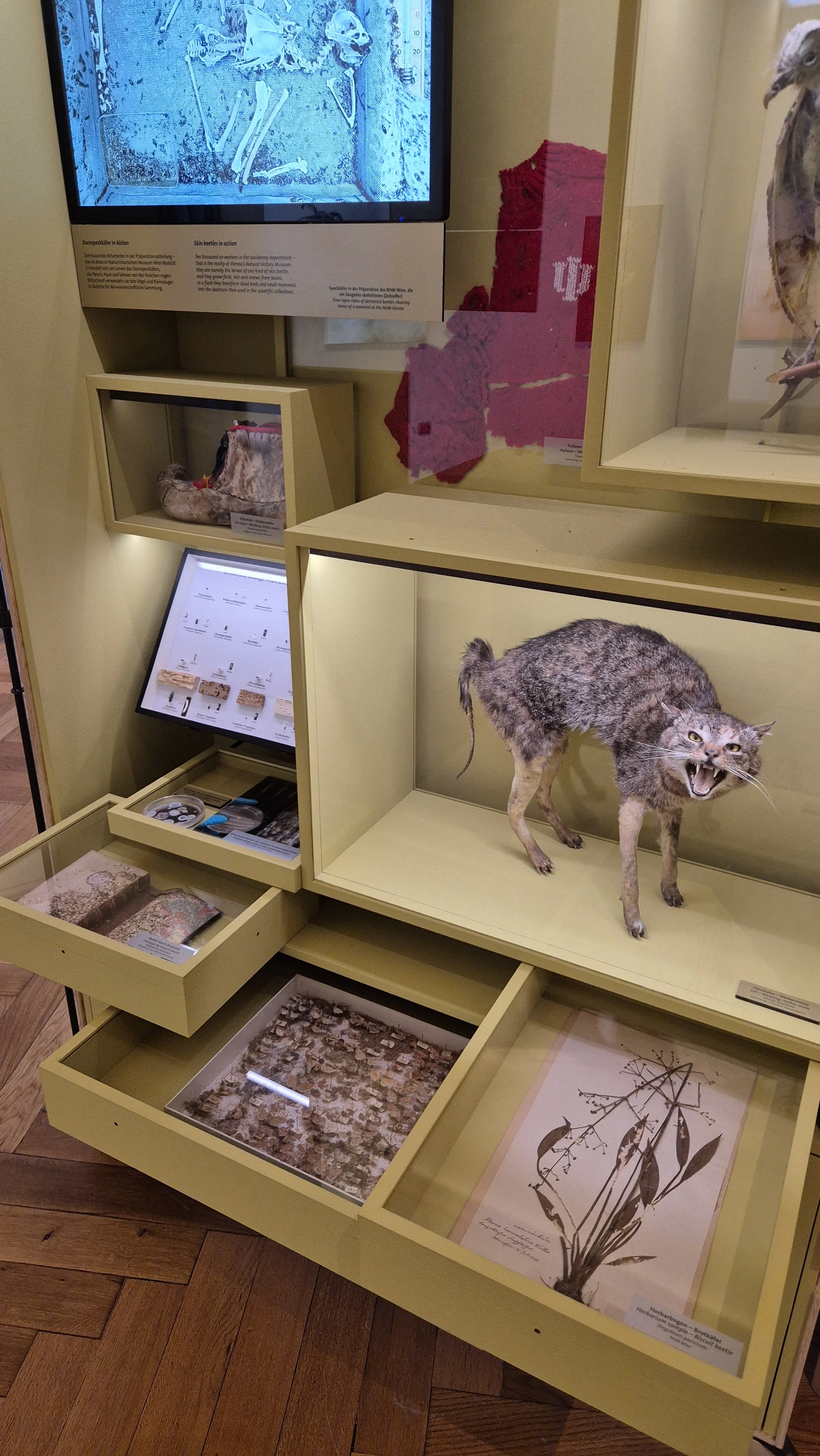 NHM MUSEUMS PETS / SCHÄDLINGE