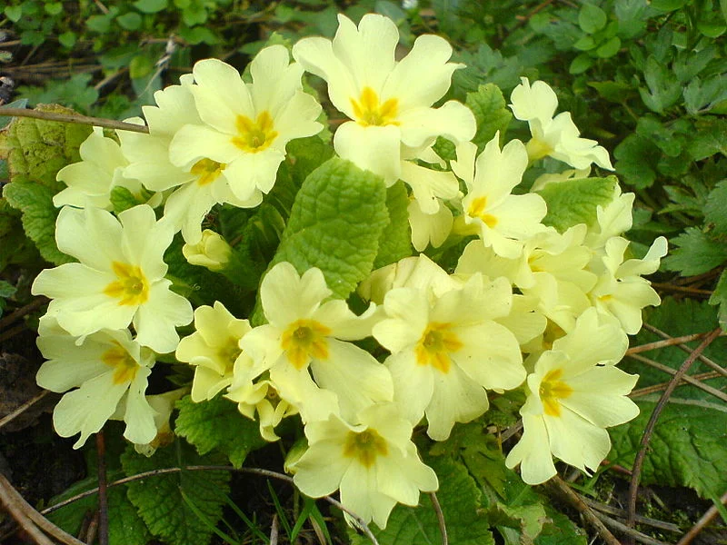 National Primrose Day