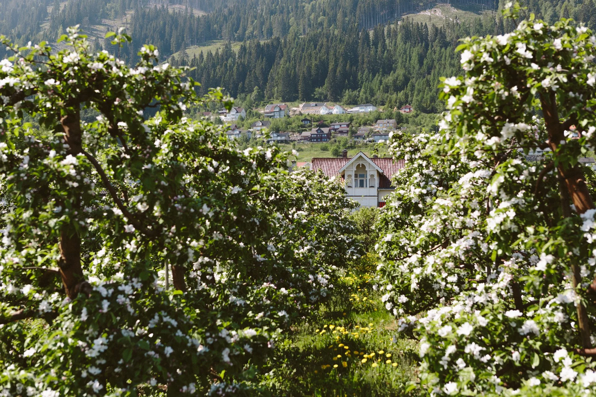 apple_blossom_bale.jpg