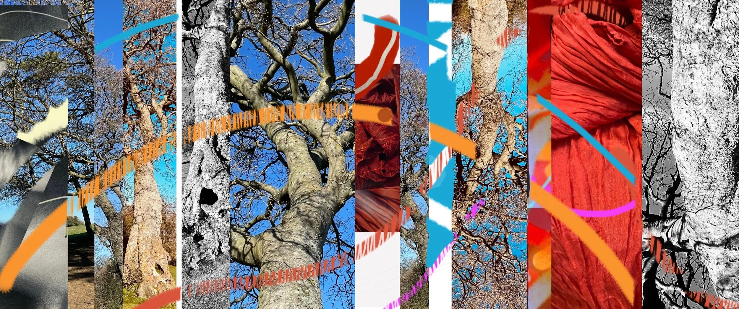 Finding the mother tree IV